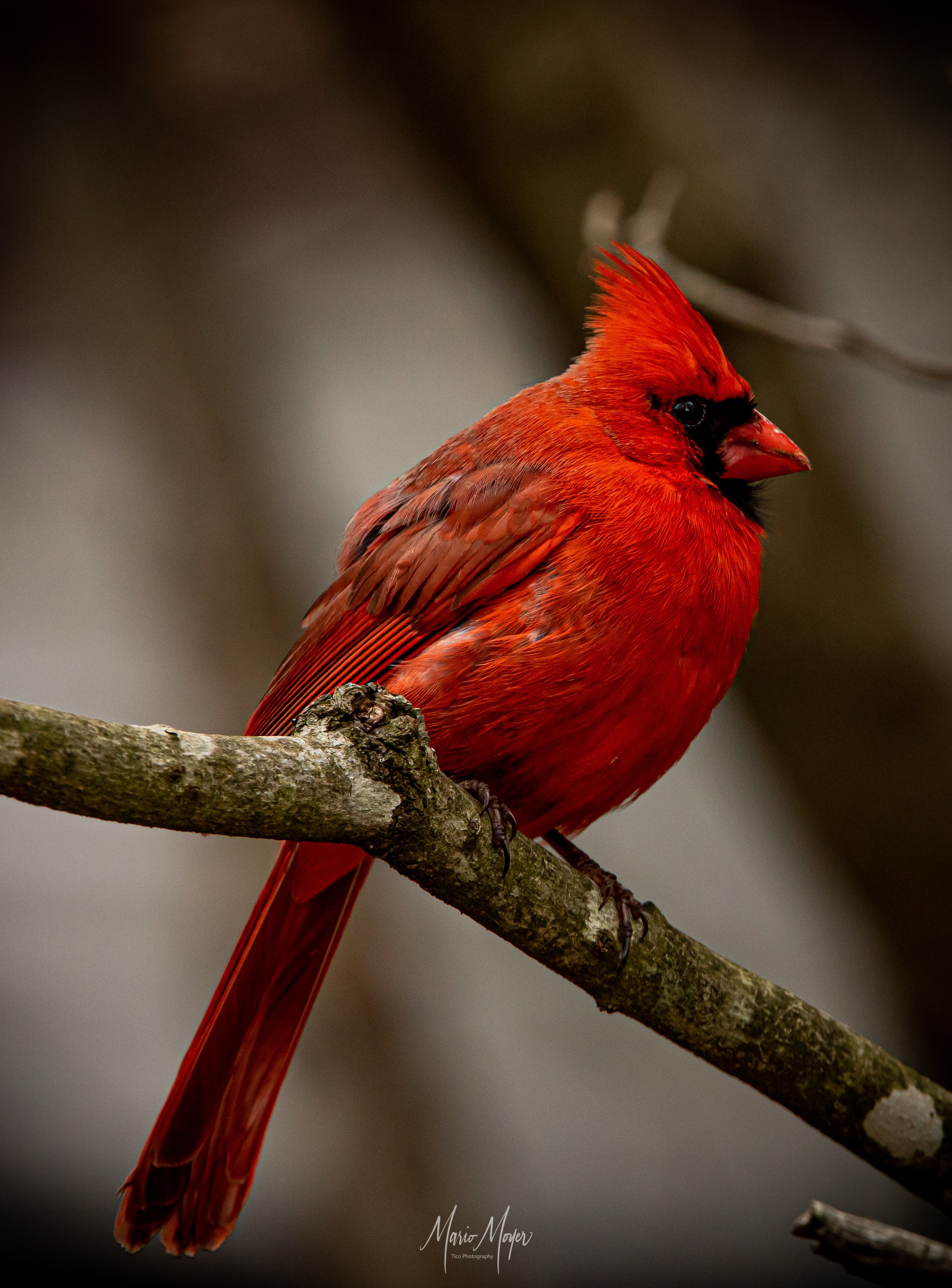 Rich Red Cardinal-2.jpg