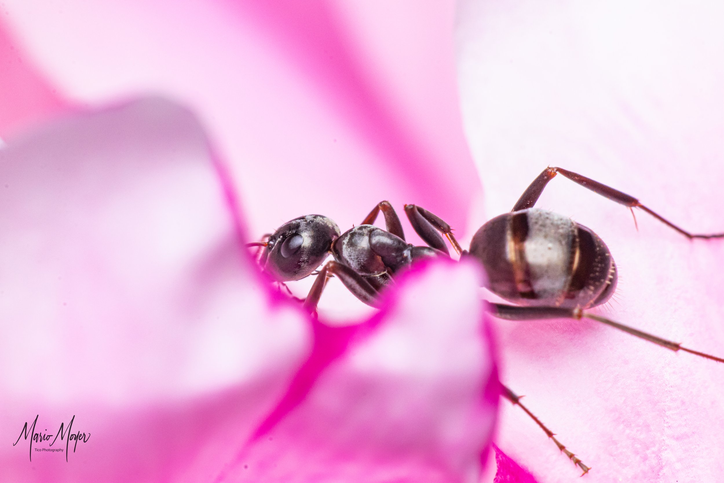 Black Ant Pink Piones_-2.jpg