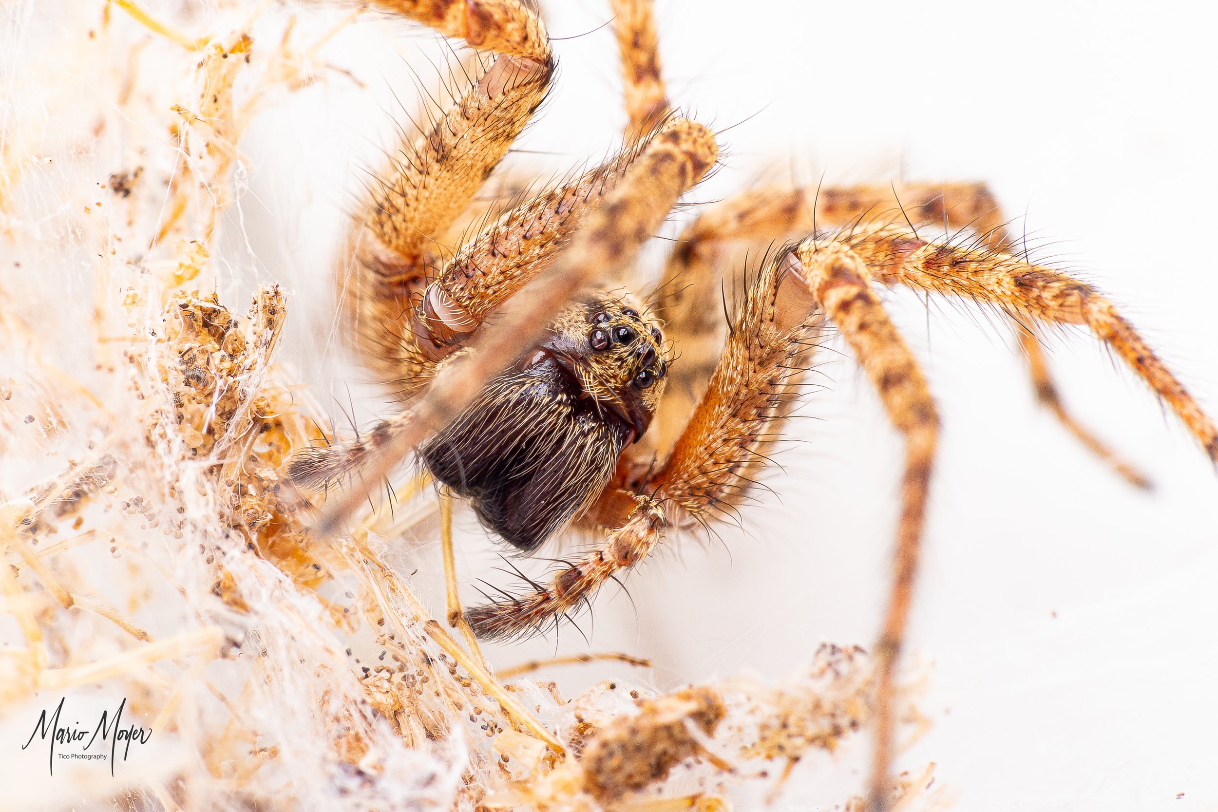 ageenidae spider.jpg