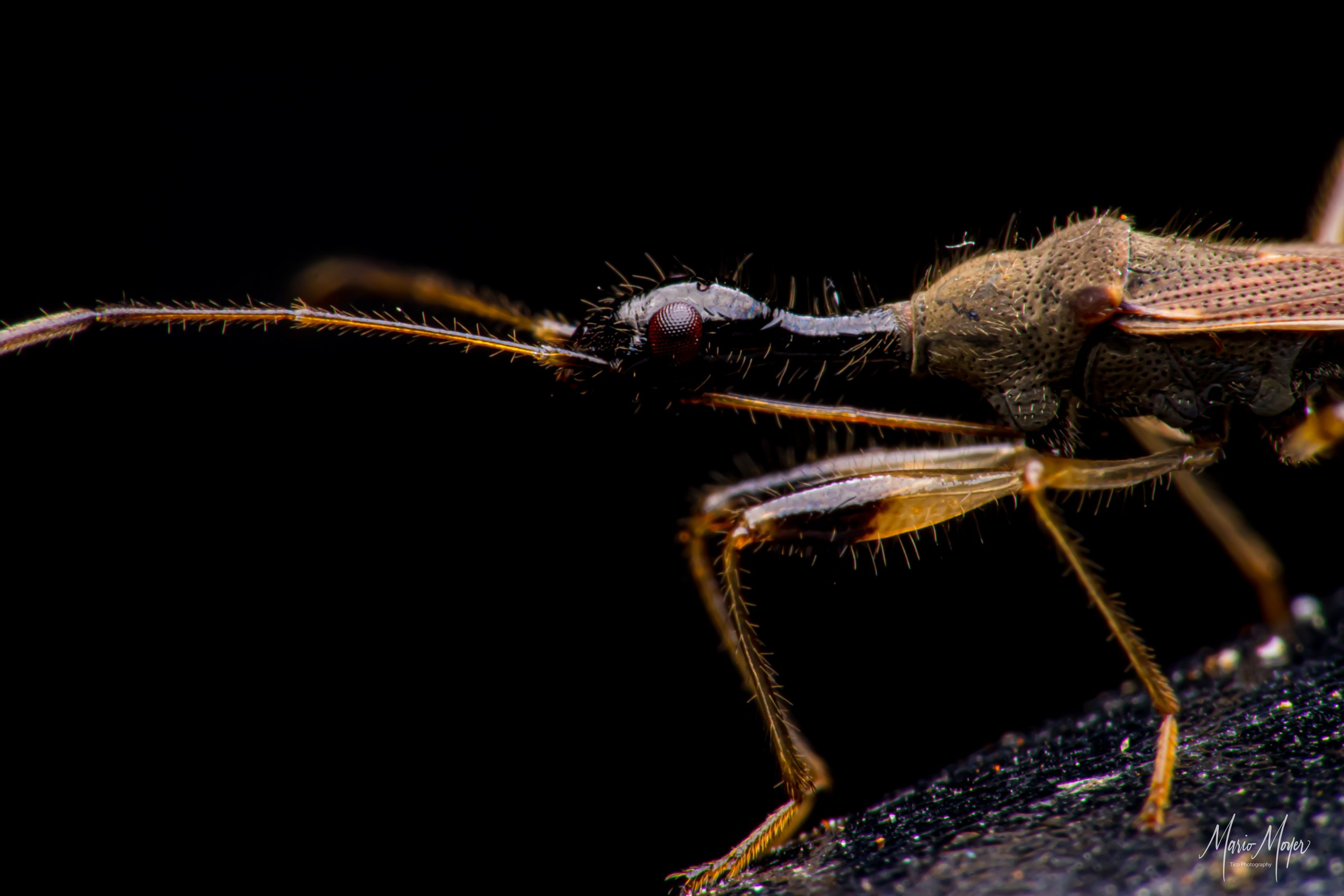 Myodocha Serripes Long-Necked Seed Bug.jpg