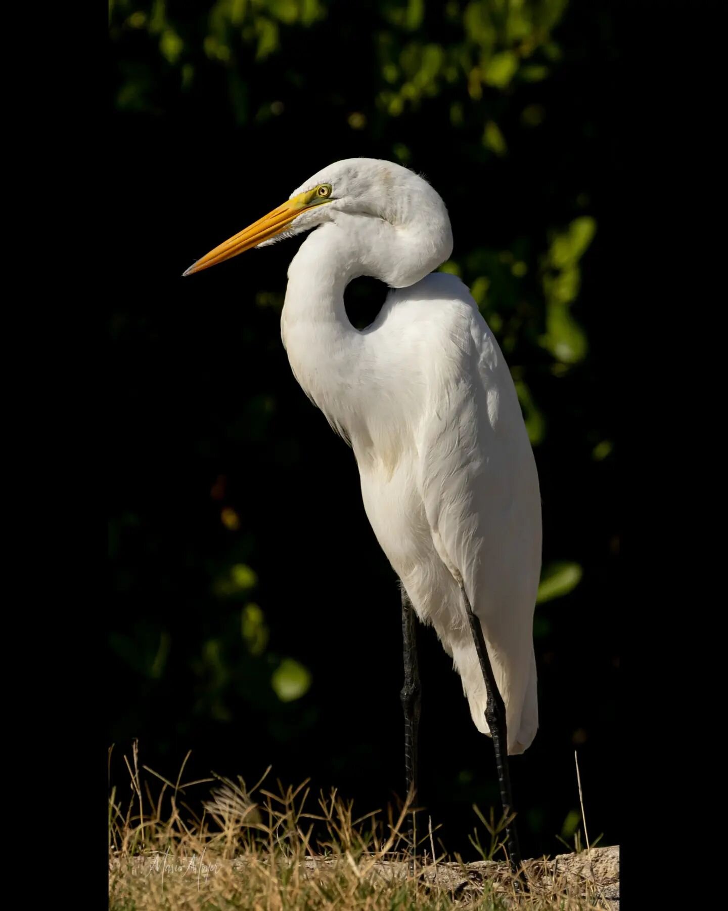 Great white egret 
Sint Maarten
One more image that did not fit well with thr other images.  I couldnt pass on this shot. 
Enjoy!
.
Fun fact: Great Egrets don't fly that fast.  It's all relative as 2 flaps a sec is actually fast to us.  They fly comf