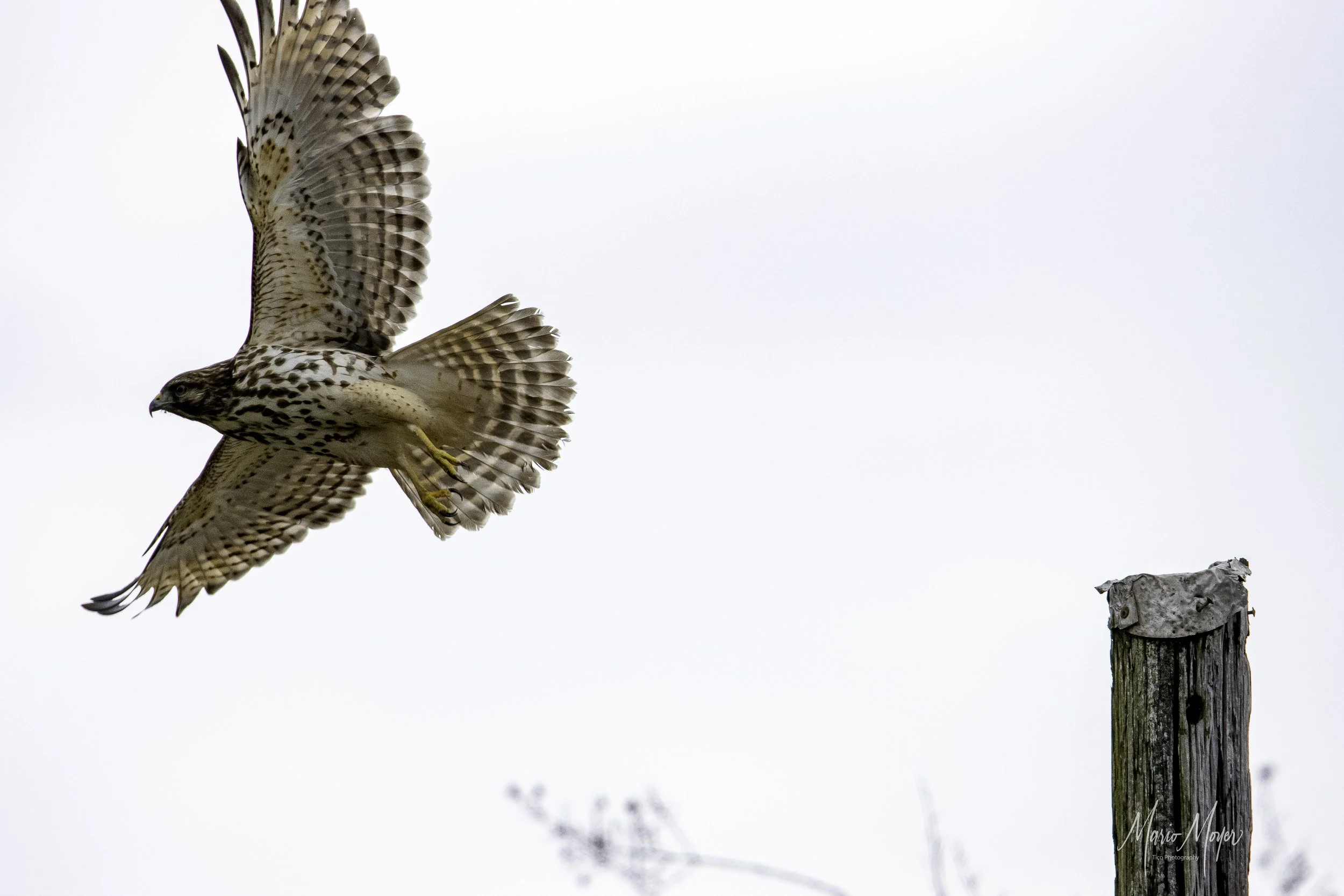 Red-shouldered Hawk Fine Art Print Available