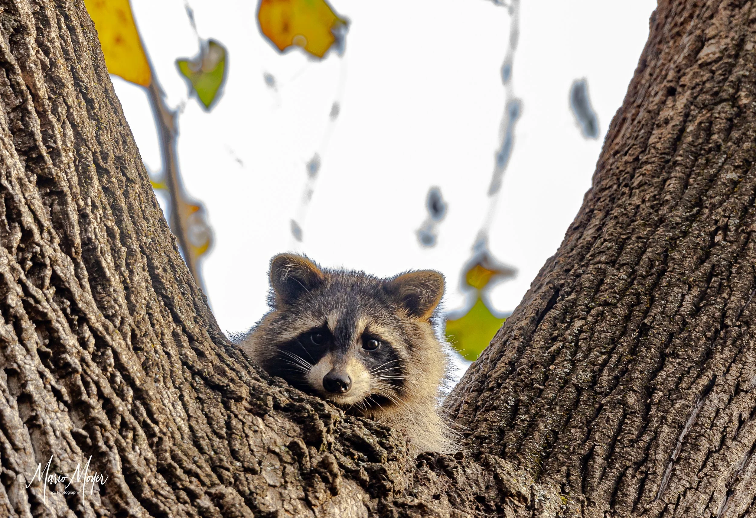 Lazy  Racoon Fine Art Print Available