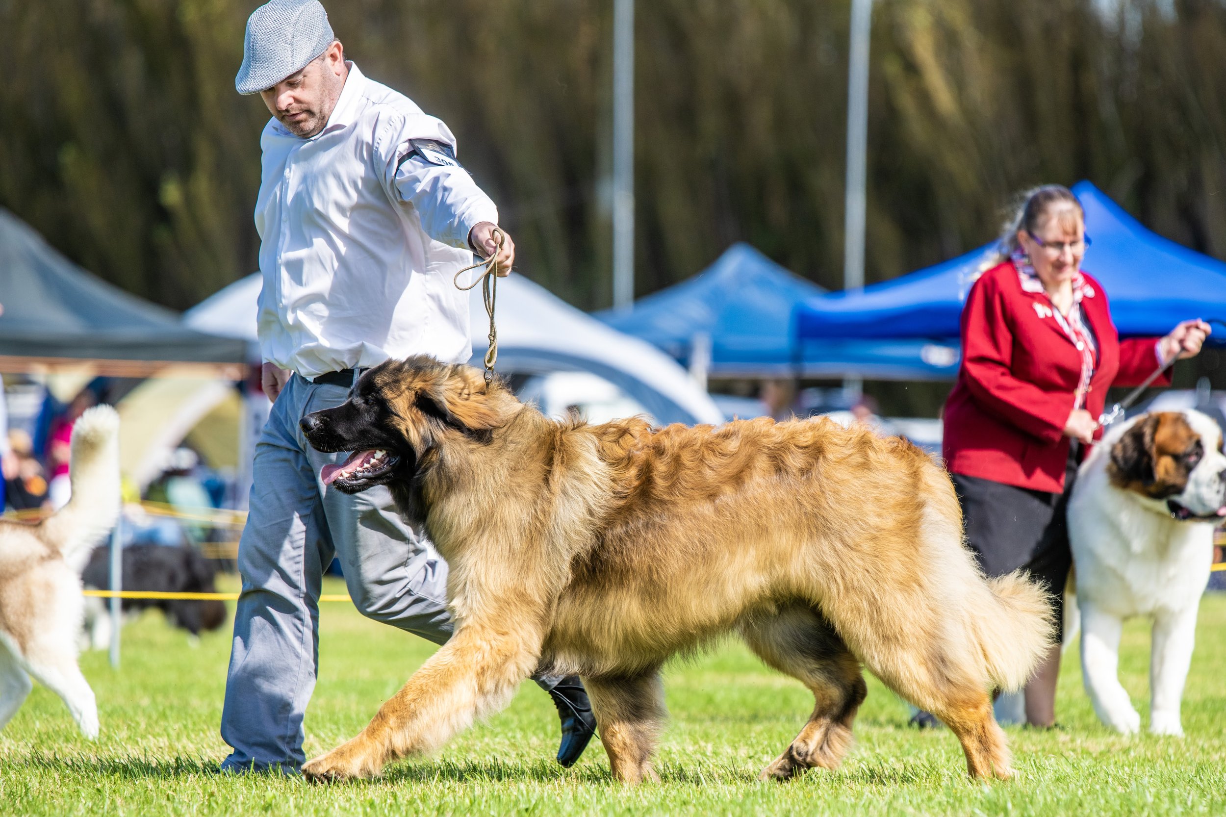 Ashburton Kennel Association Championship Show - 9 Months - Best of Breed - 16th Feb '23
Photo Credit: Brya Ingram Photography