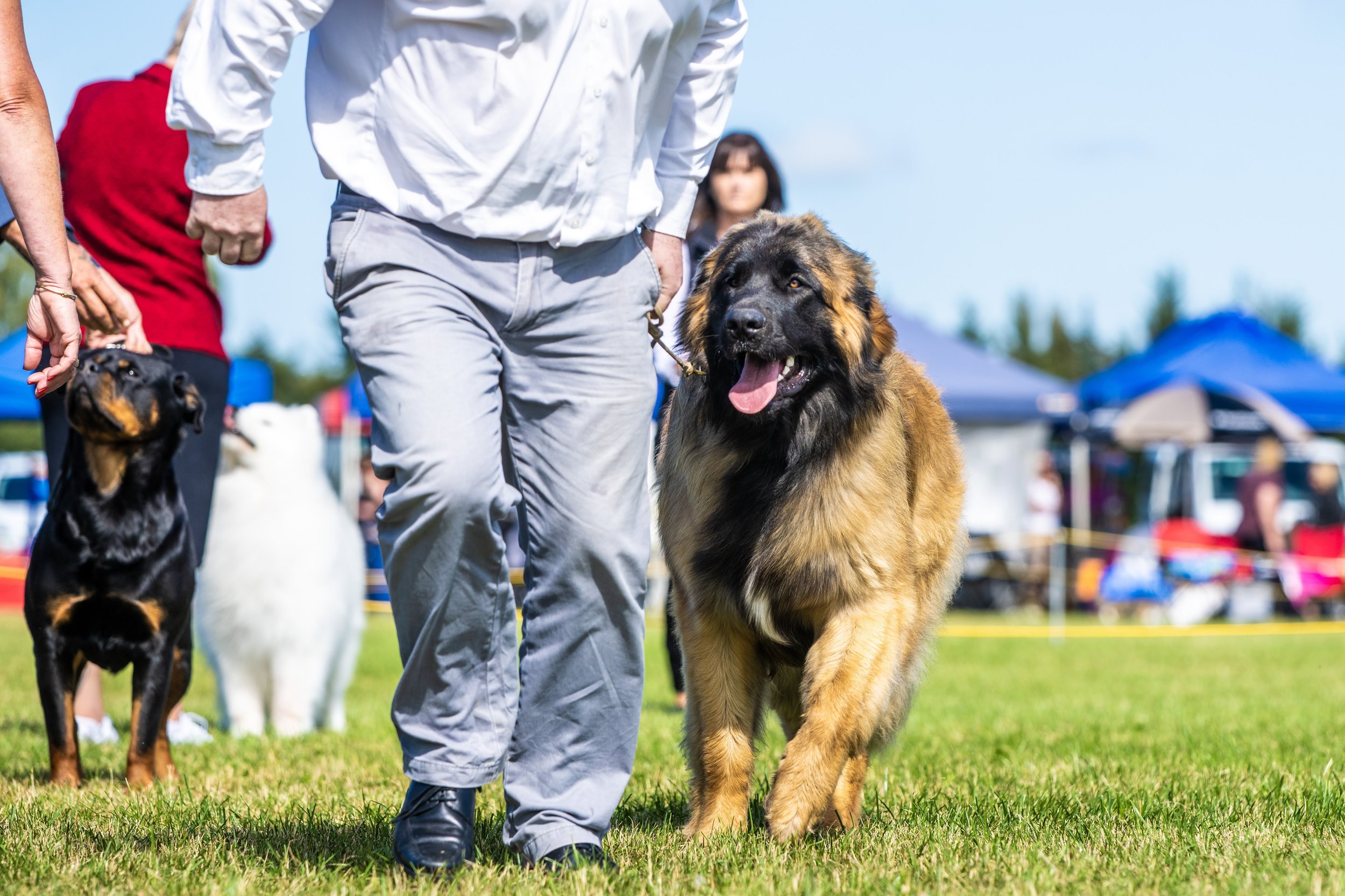 Ashburton Kennel Association Championship Show - 9 Months - Best of Breed - 16th Feb '23
Photo Credit: Brya Ingram Photography