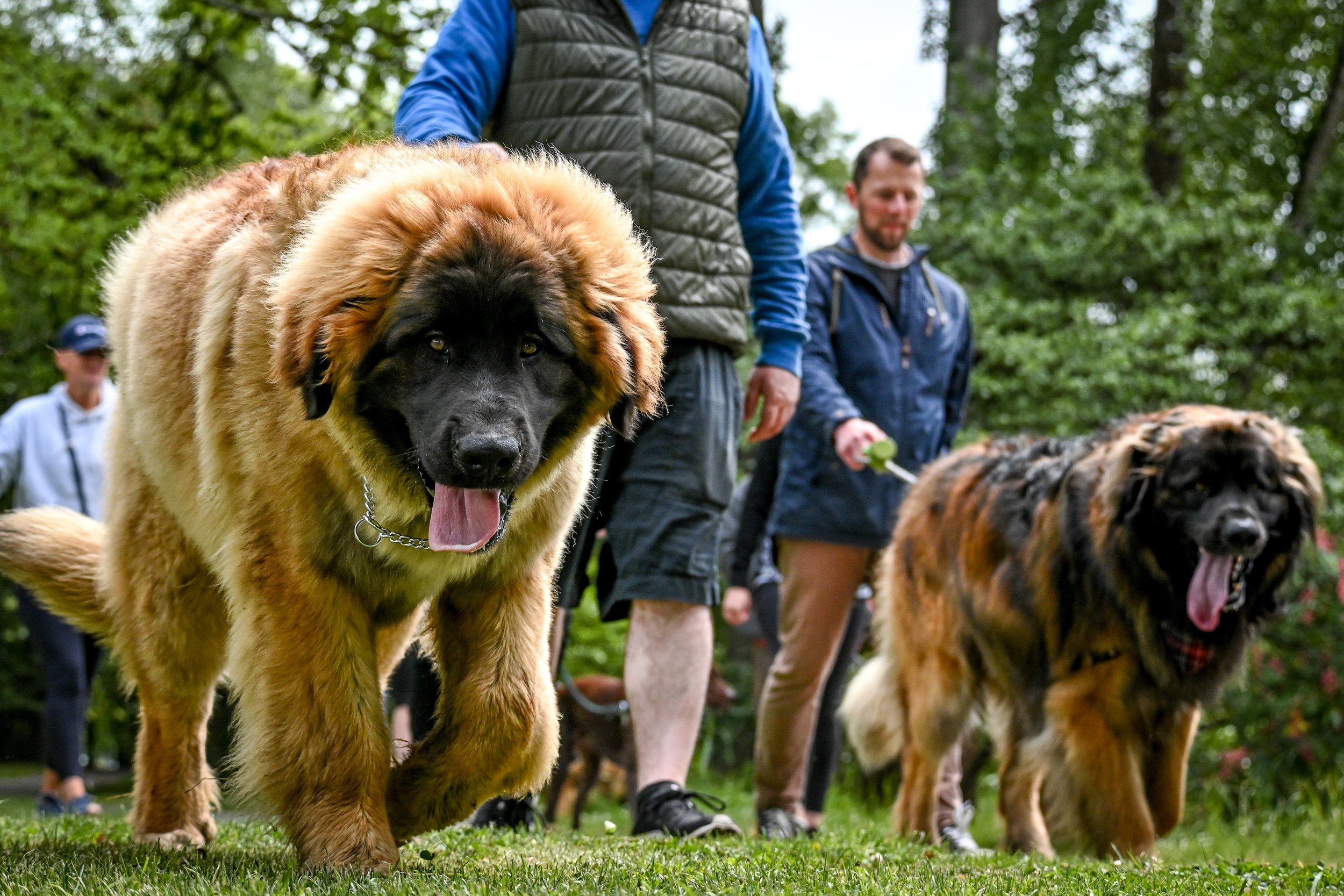 Cullen with big brother Hugo at the NZ Leo Club Christchurch Walk - Nov 22
Photo Credit: Lisa McLaughlin