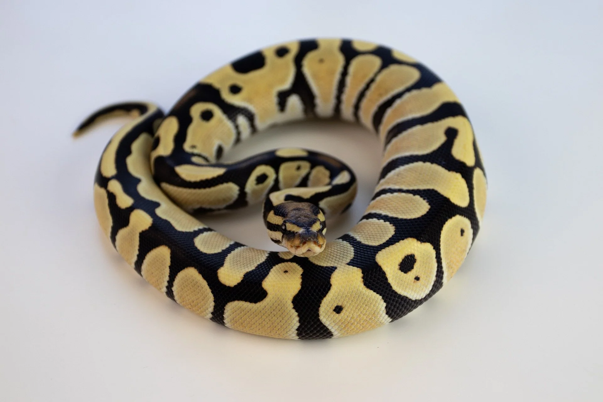 ball-python-4252722_1920.jpg