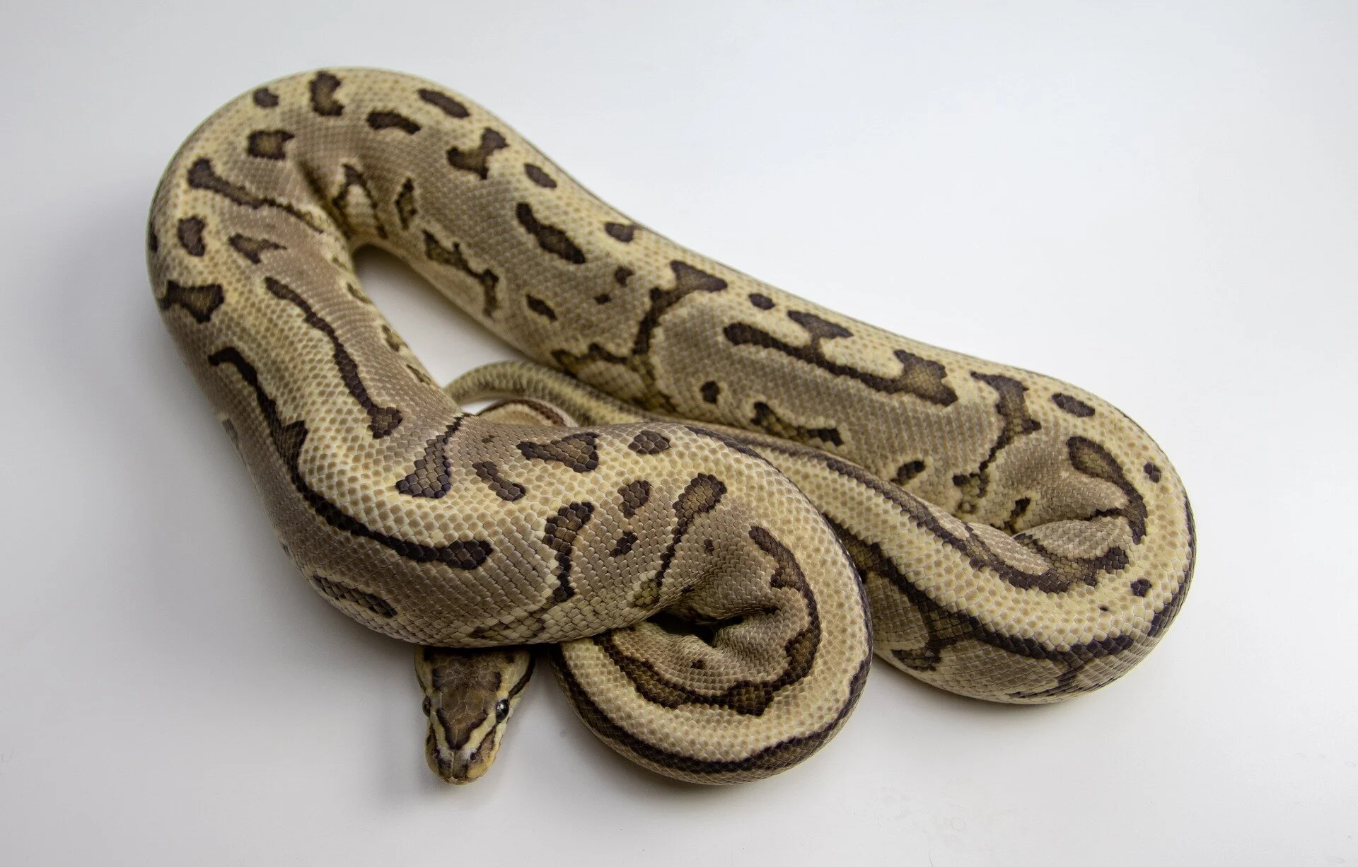 ball-python-4252720_1920.jpg