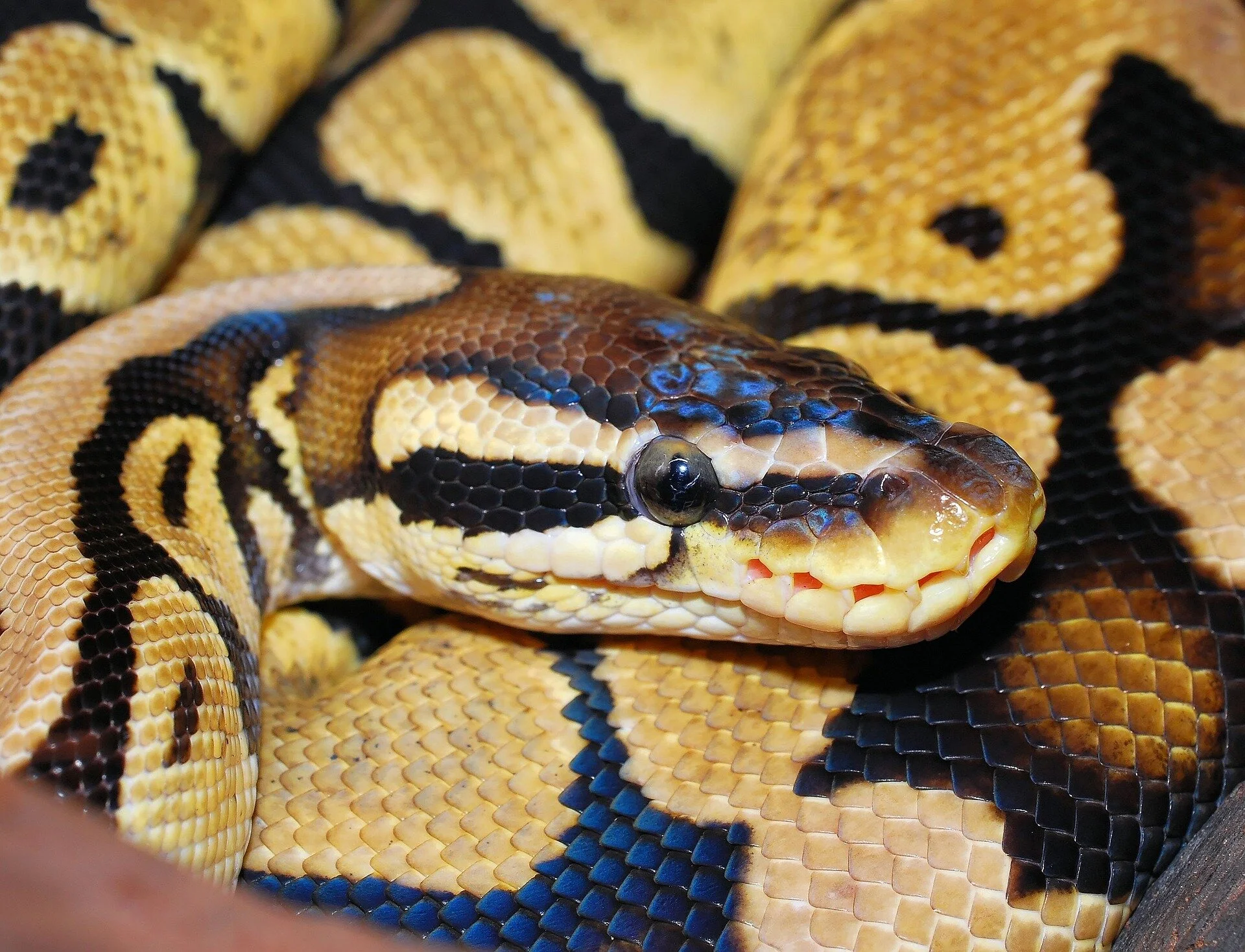 snake-660781_1920.jpg