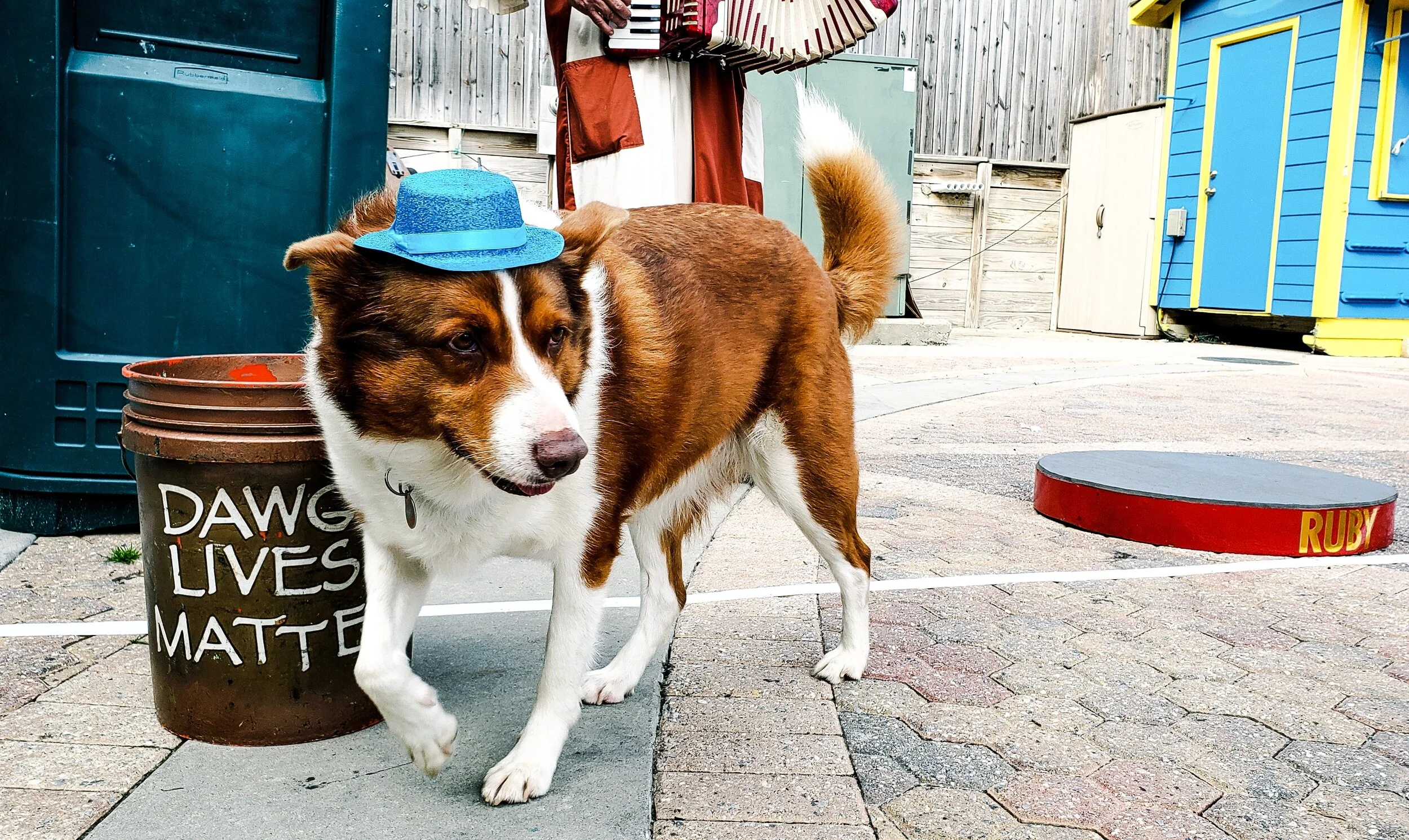 cute-dog-at-mardi-gras-parade-collecting-money-for-RUURQV2.jpg