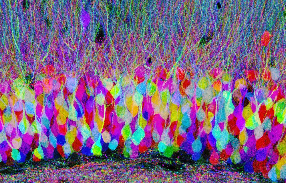 brainbow.jpeg