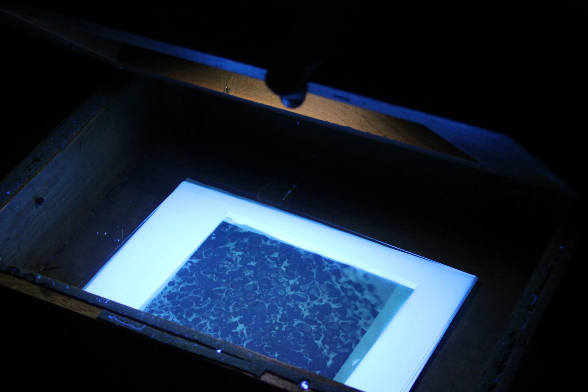 Cyanotype Micrographs with AEP Students @ East Carlton Country Park