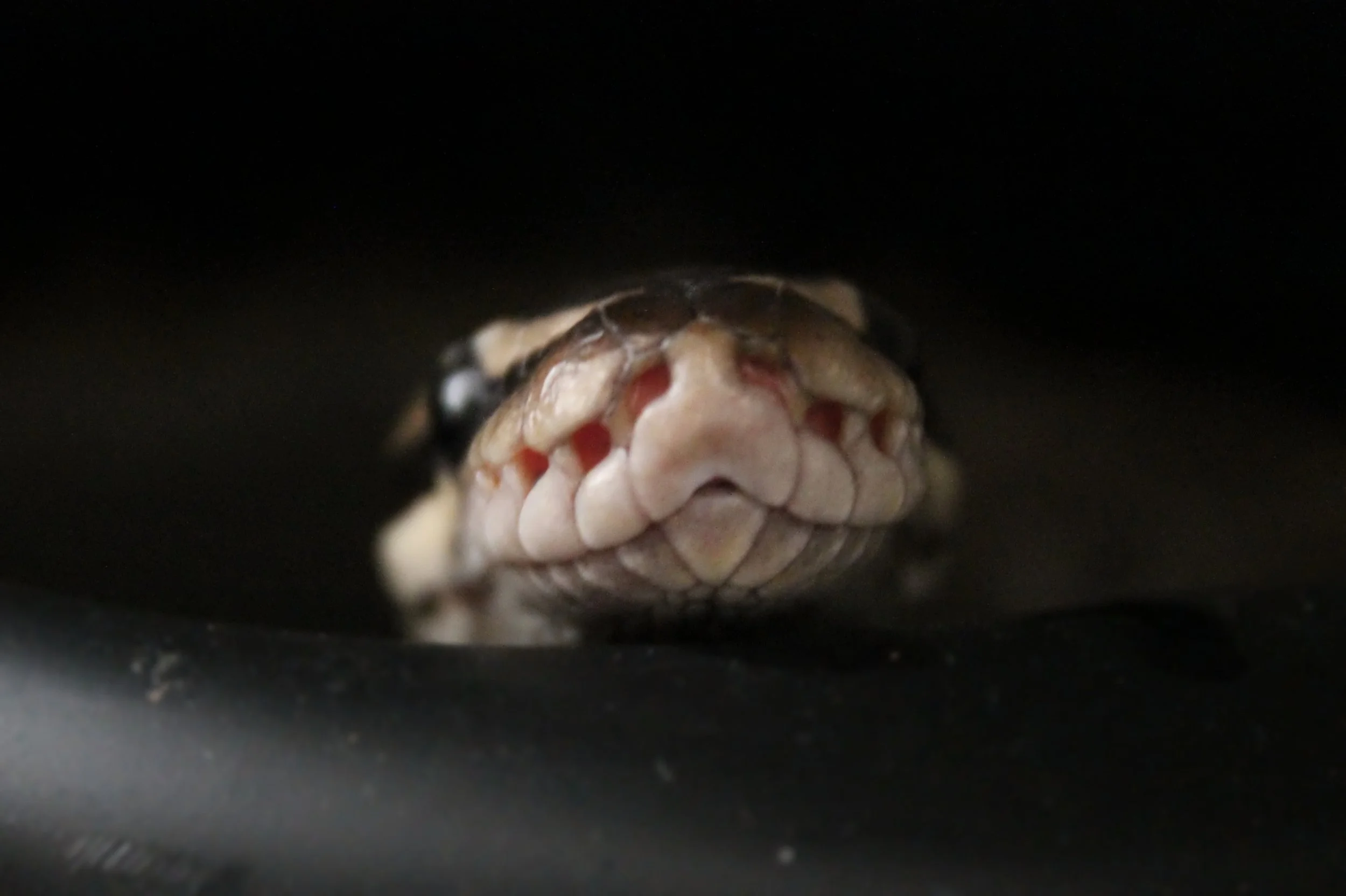 Der innerste Kern des Bösen