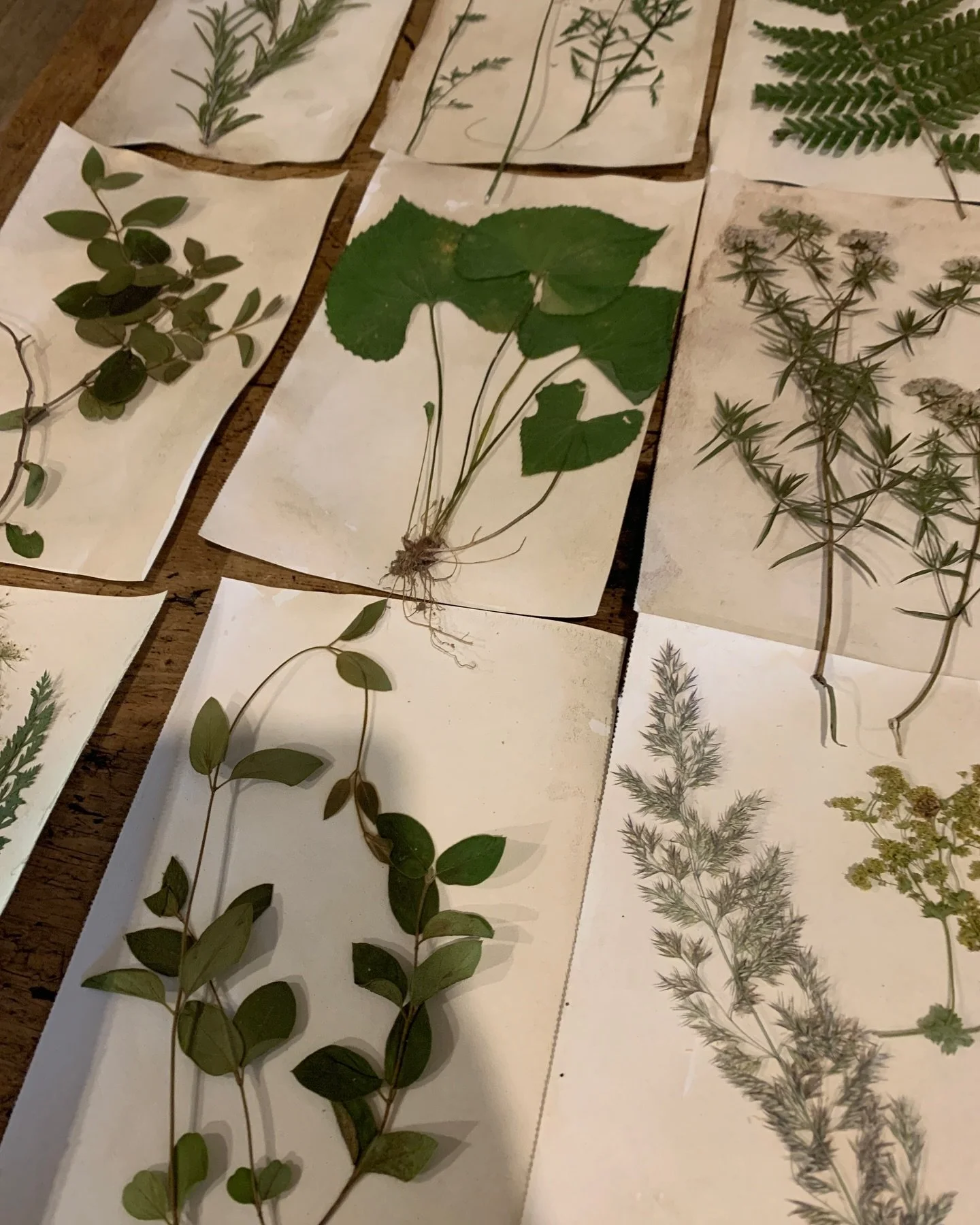 Pleased to finally be starting a project I&rsquo;ve wanted to do for years! Collected and pressed foliage from our land - creating a herbarium.  Hoping to fill a wall! ( eventually) 😊🌿🍃🌱