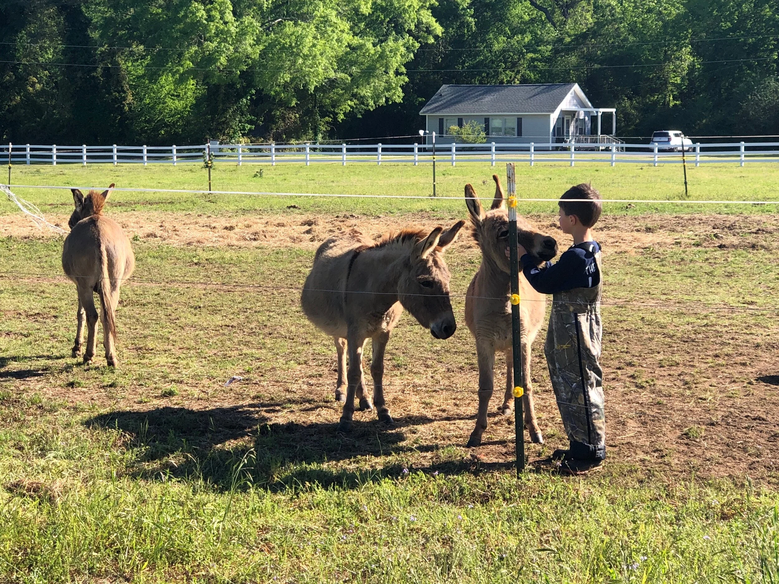 About The Farm — The Barn at Righteous Oaks Farm