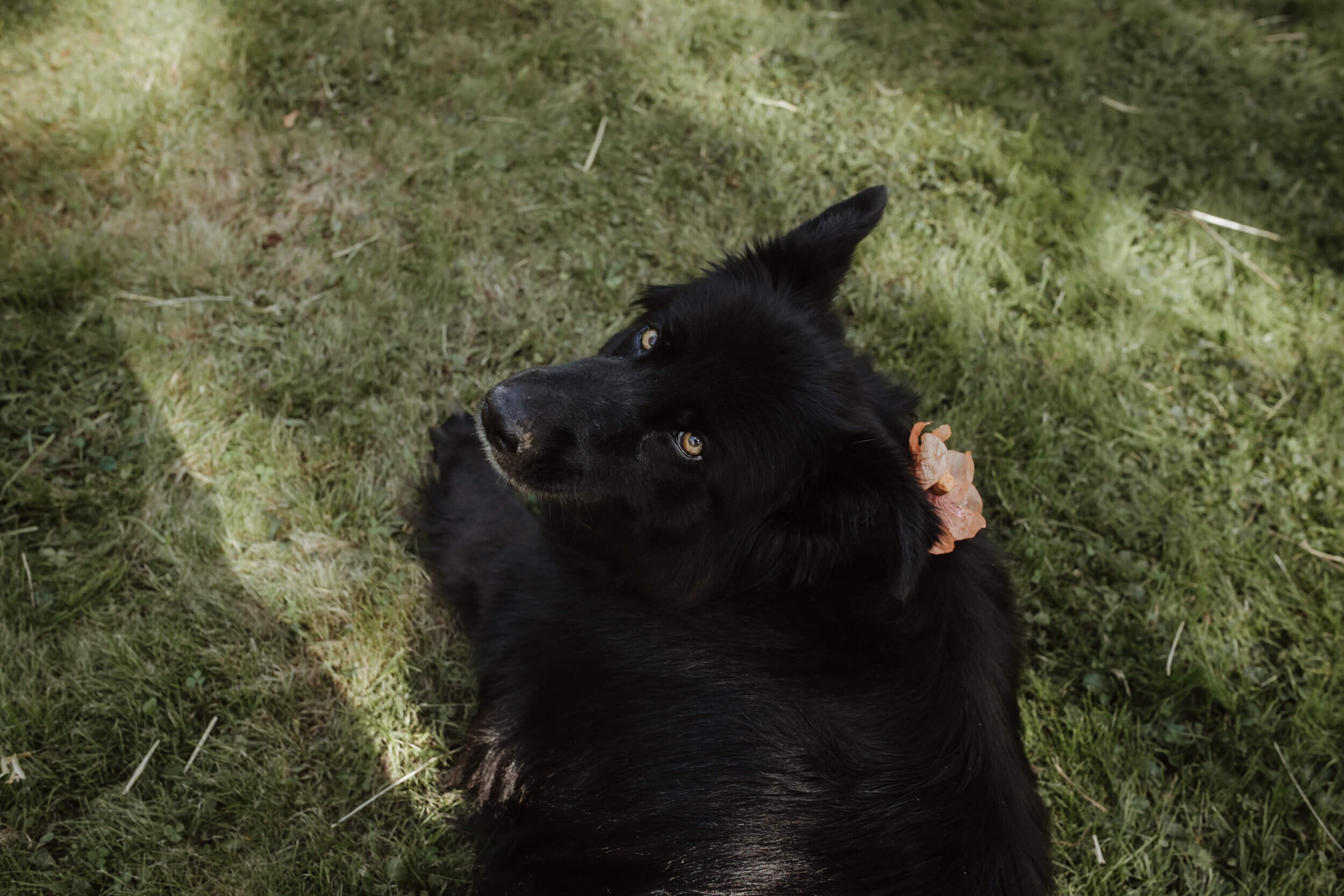 chien Correze Brive photographe mariage wedding photographer