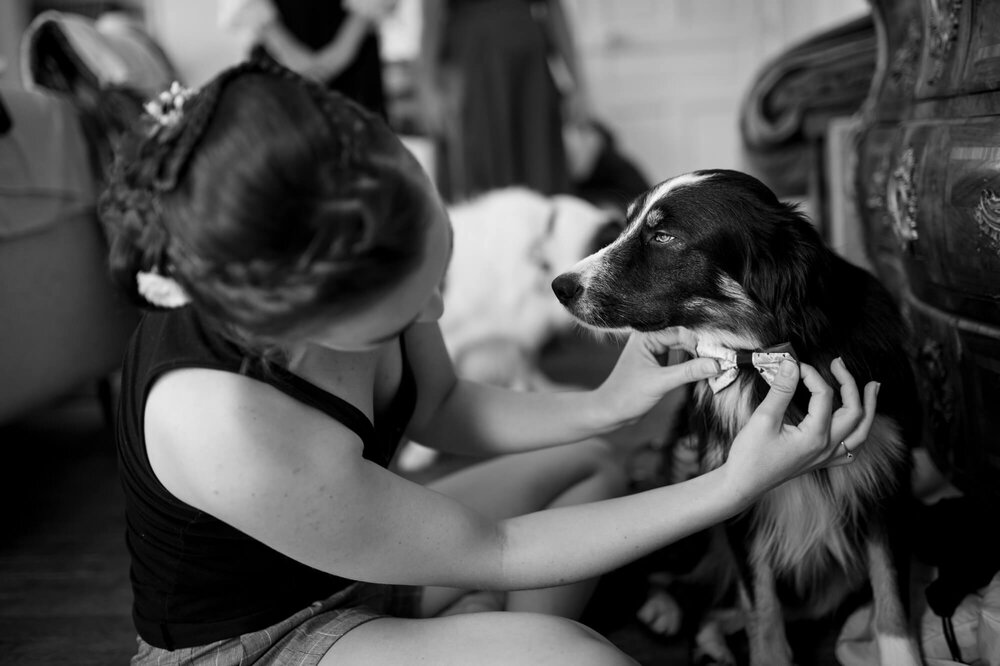 Un chien à son mariage