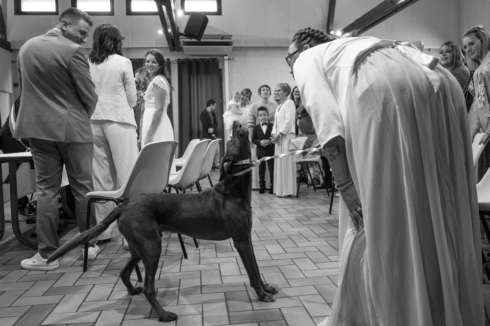 Chien-mariage-chat-photographe-dog-cat-wedding-photographer-16.jpg