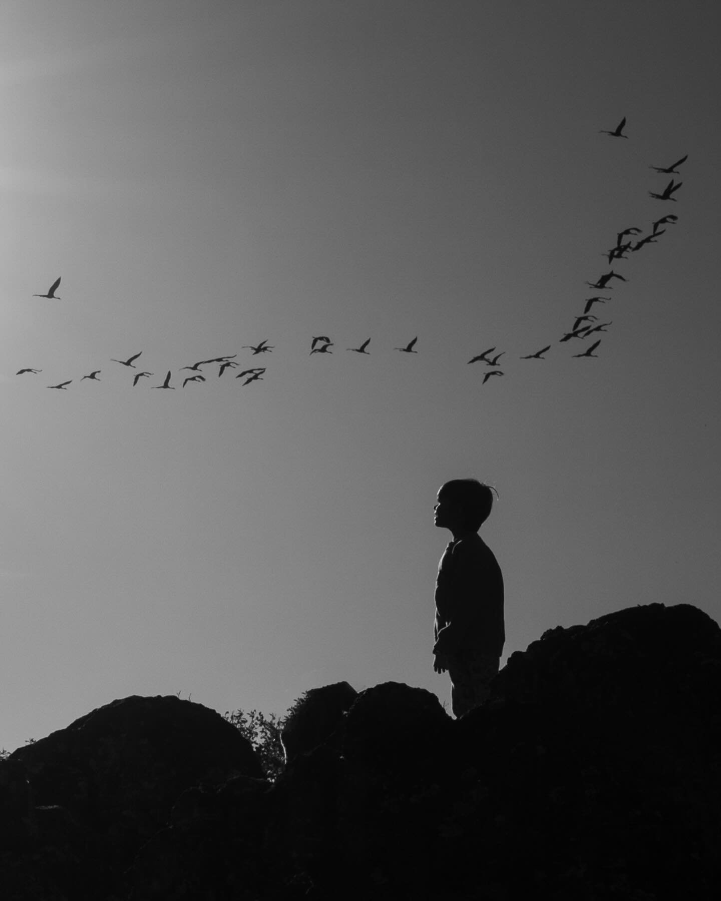 LES GRUES

Un &eacute;merveillement de d&eacute;but de s&eacute;ance, un cadeau de la nature. 
Arriver en milieu d&eacute;couvert dans les buttes de Frochet pour avoir cet accueil majestueux. Il y a, comme &ccedil;a, des moments suspendus, o&ugrave; 