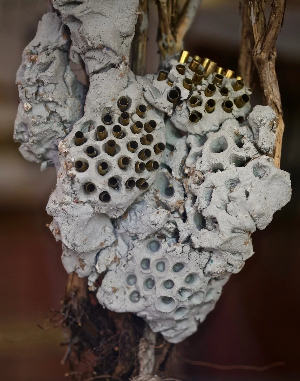 Web resized hornets nest.jpg