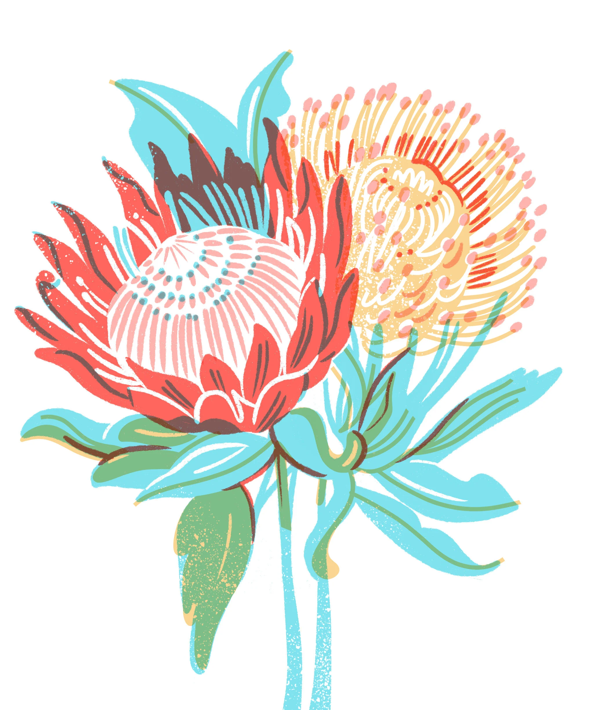 Protea Flower Illustration by Jordan Kay