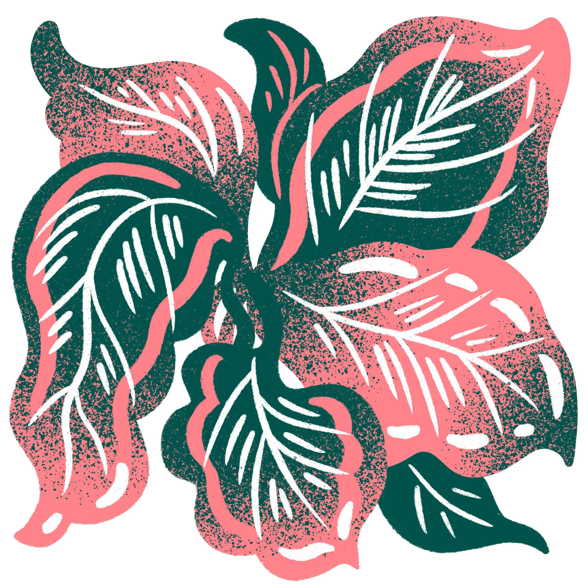 Calathea.jpg