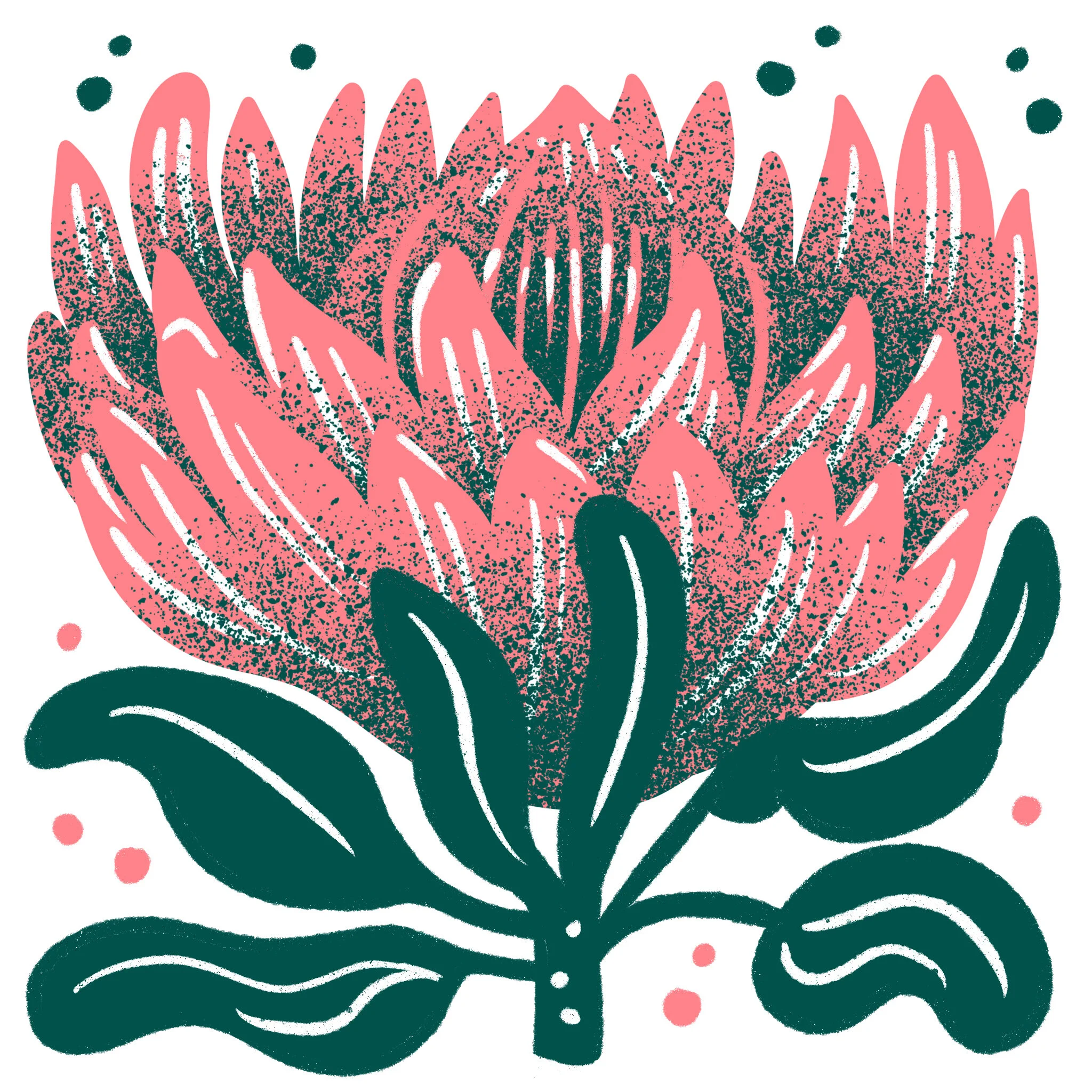 Protea.jpg