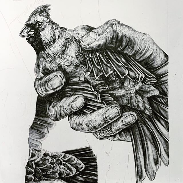 Guess I&rsquo;ve put about 24 hours in now. Much more left to do. #workinprogess #drawing #printmaking #kstateprintmaking #kstateart #mfa #mfaprintmaking #birddrawing #birdnerd #louisianaartist #womenartists #artist #megaprintmakers #get_imprinted #f