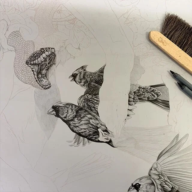 Really excited to get this one going. 🖤 #workinprogess #drawing #printmaking #kstateprintmaking #kstateart #mfa #mfaprintmaking #birddrawing #birdnerd #louisianaartist #womenartists #artist #megaprintmakers #get_imprinted #fineart #scientificillustr