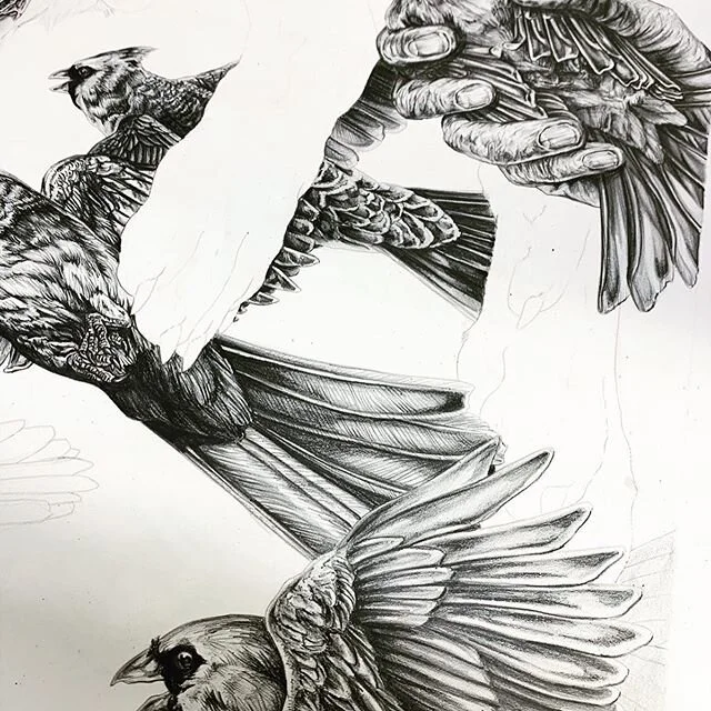 Back to my bird shit..well not really. Wish I was. 😒😒😓#workinprogess #drawing #printmaking #kstateprintmaking #kstateart #mfa #mfaprintmaking #birddrawing #birdnerd #louisianaartist #womenartists #artist #megaprintmakers #get_imprinted #fineart #s