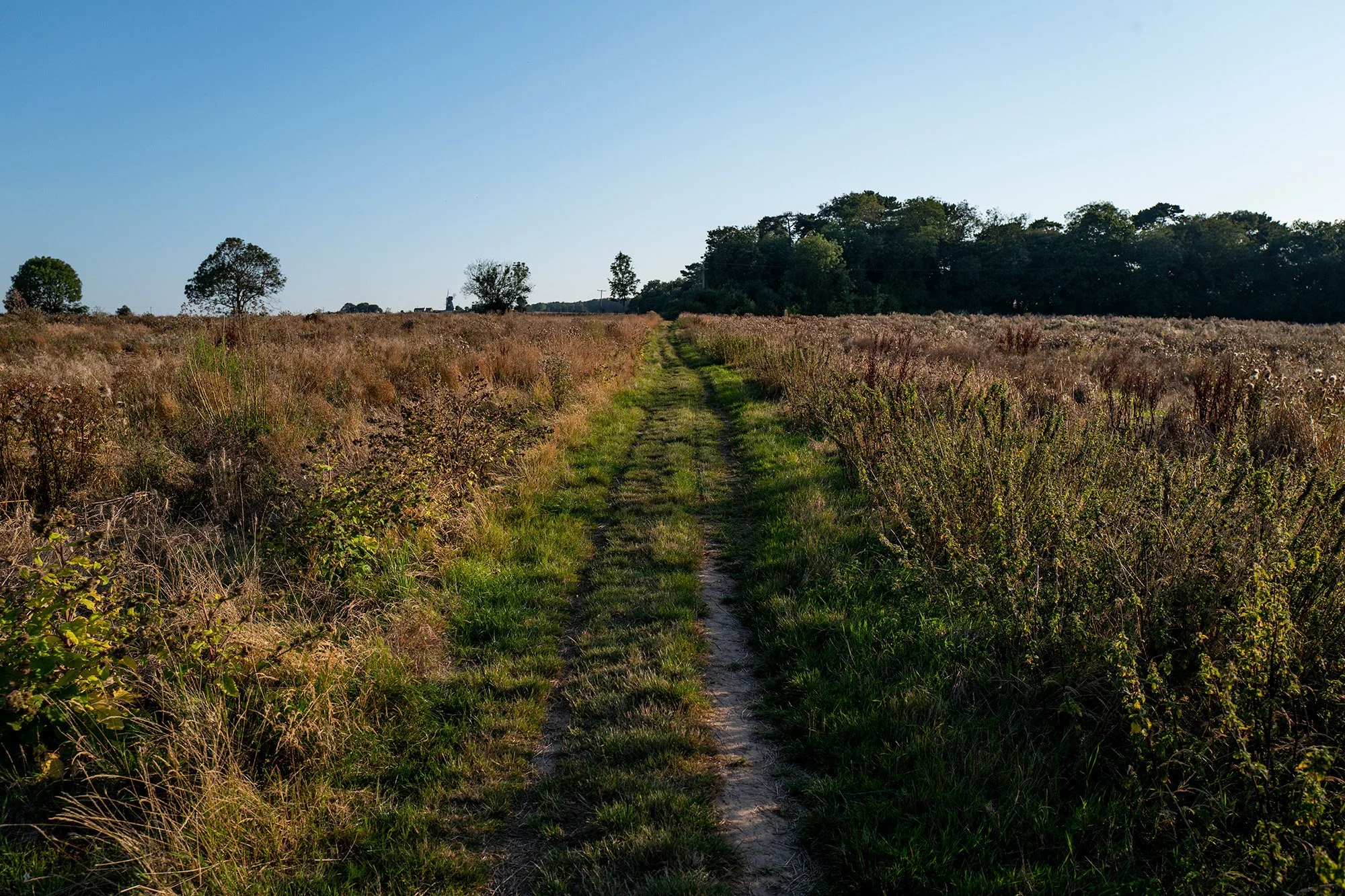 path.jpg