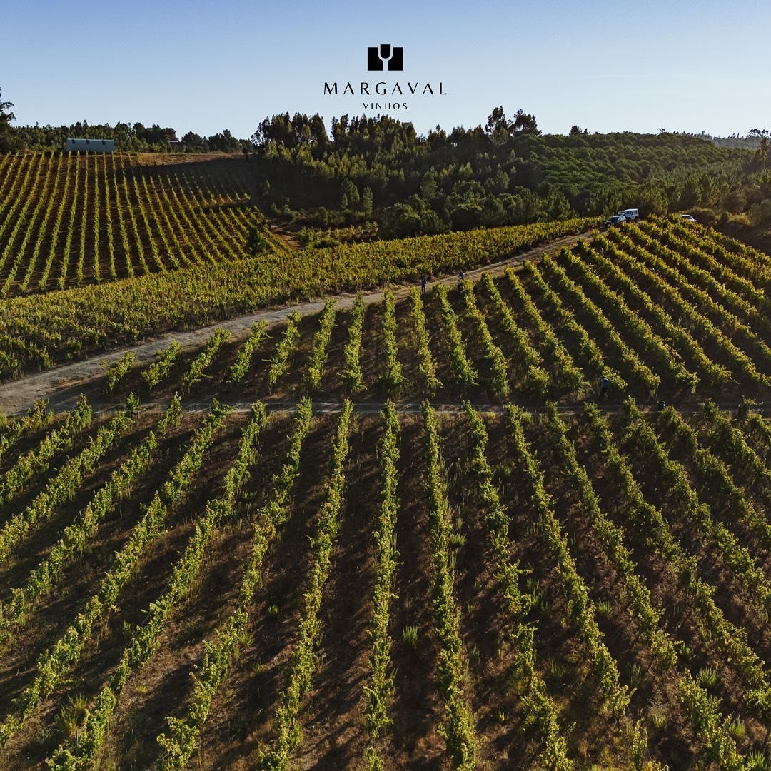 🌿🍷 A nossa mais recente aquisi&ccedil;&atilde;o: Vinha do Carvalhal!

Mais do que uma vinha, &eacute; um novo cap&iacute;tulo na nossa hist&oacute;ria. Com terroir &uacute;nico e um potencial extraordin&aacute;rio, esta vinha, composta por Castel