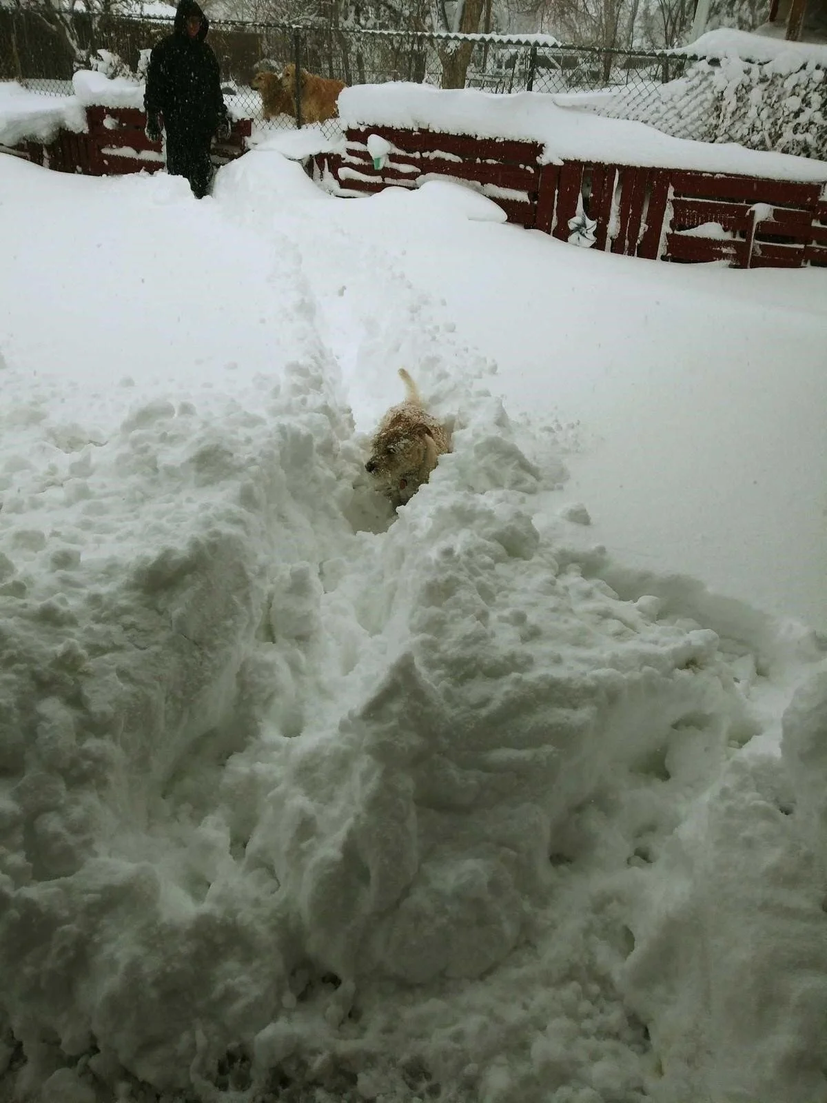  Some pets needed a path made to be able to make it outside. (Photo Credit: Clair McGinn, Account Representative) 