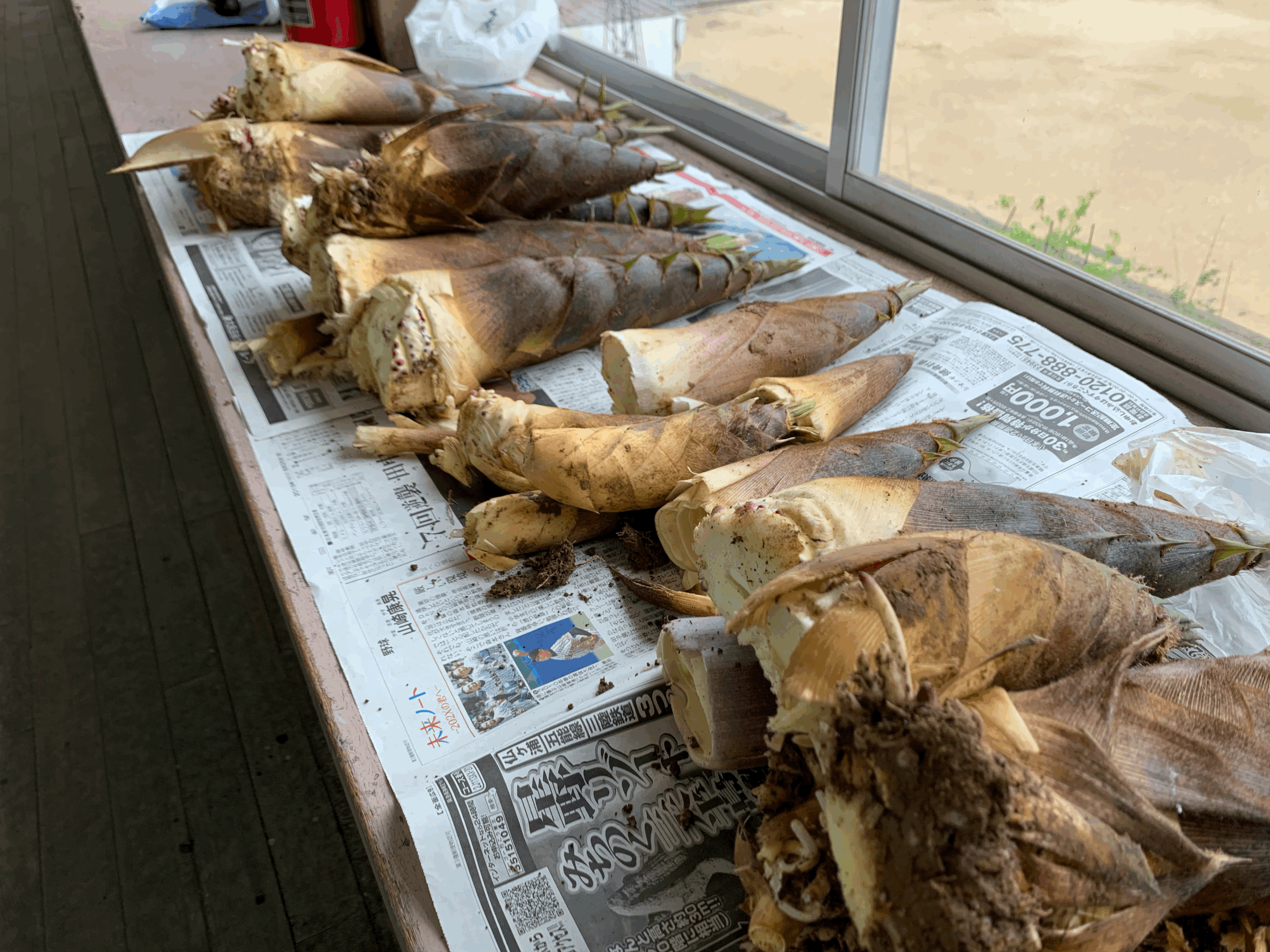 小羽の里山で採れたたけのこです!