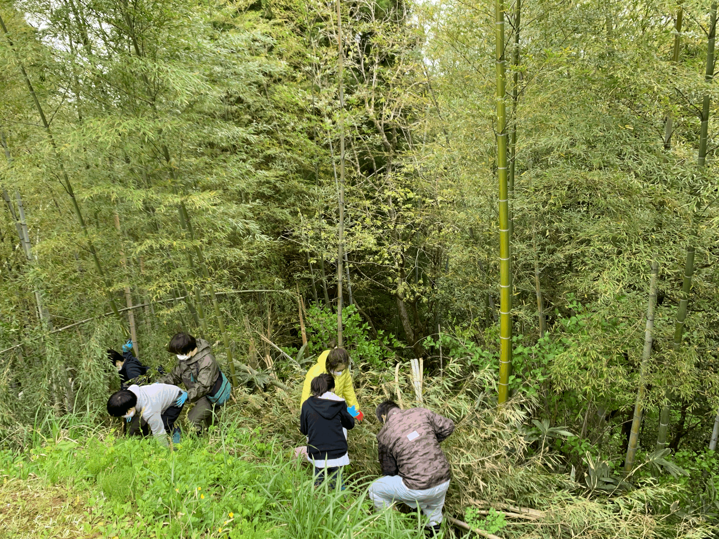 崖を少し下りた所でもたけのこ掘りました。