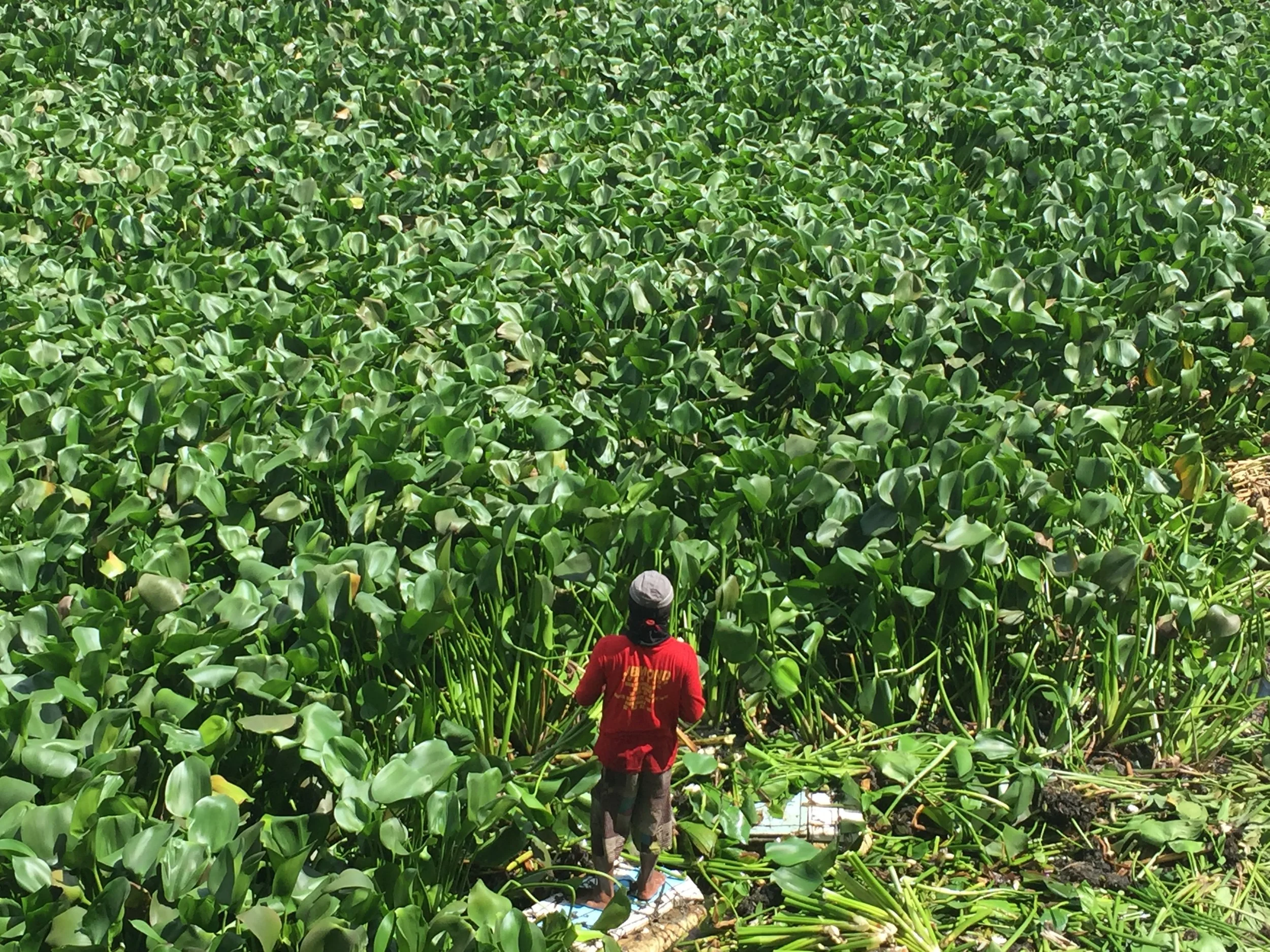 Little Steps: The Process of an Eco Friendly Packaging