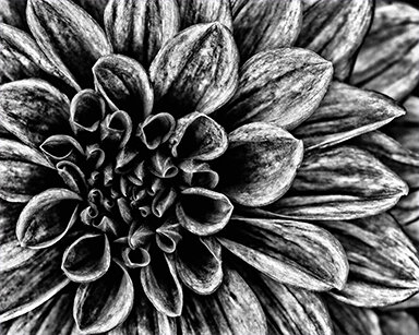 Dahlia in Black and White