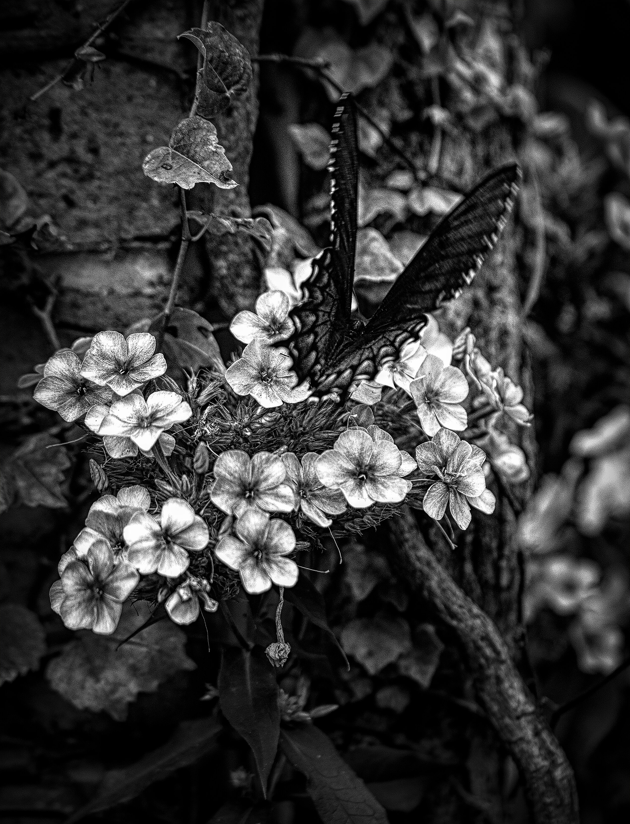 Atlanta Botanical Gardens