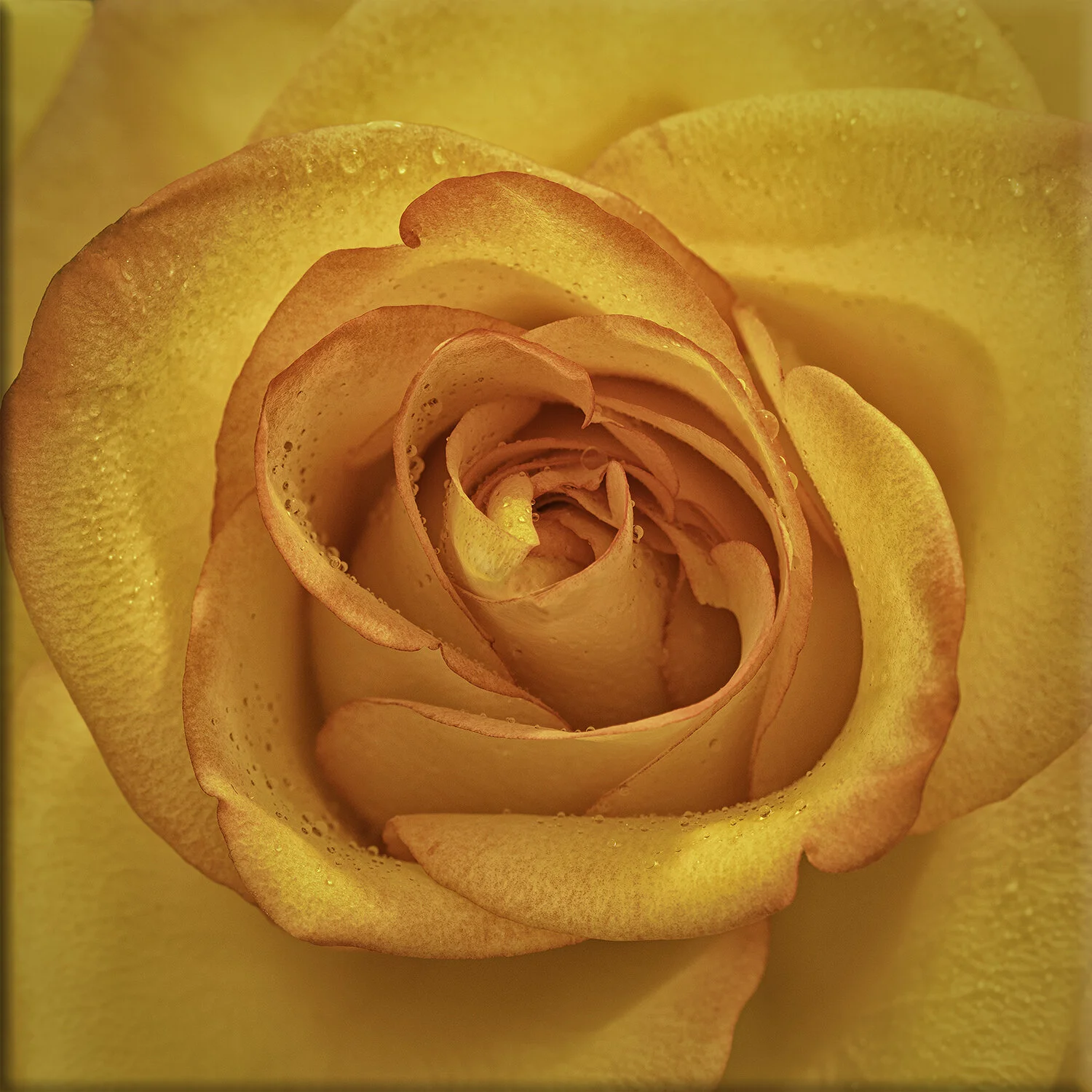 Golden Rose