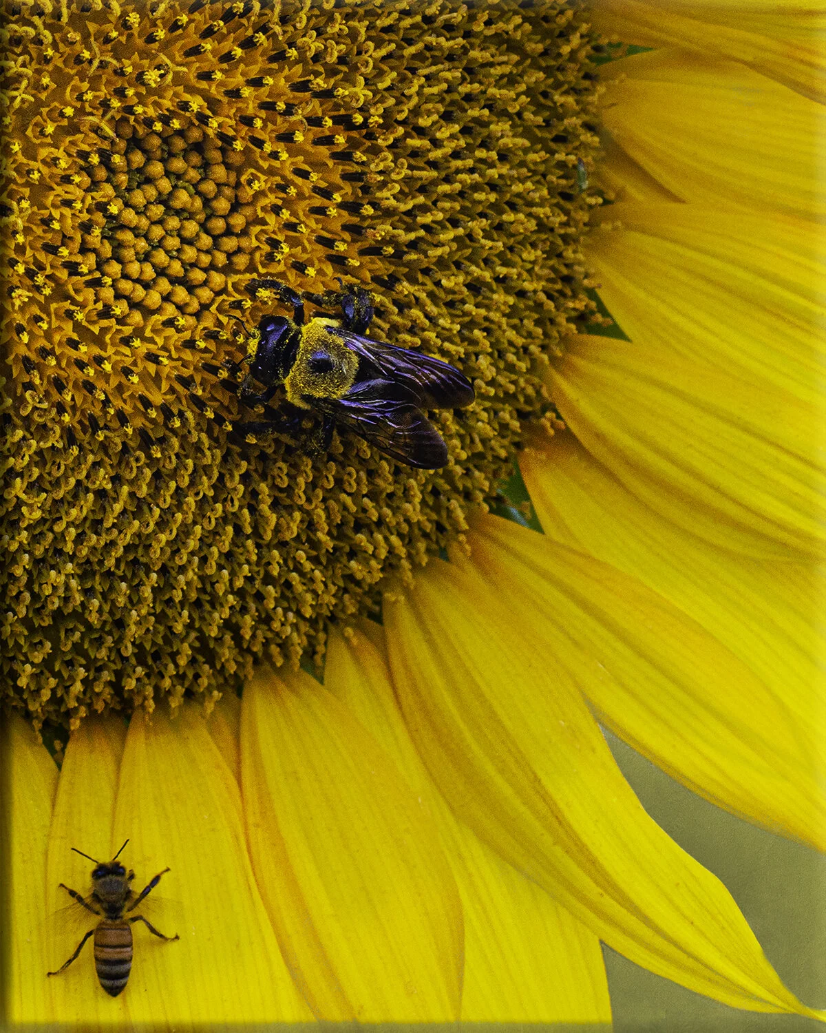 Mr. Pollinator