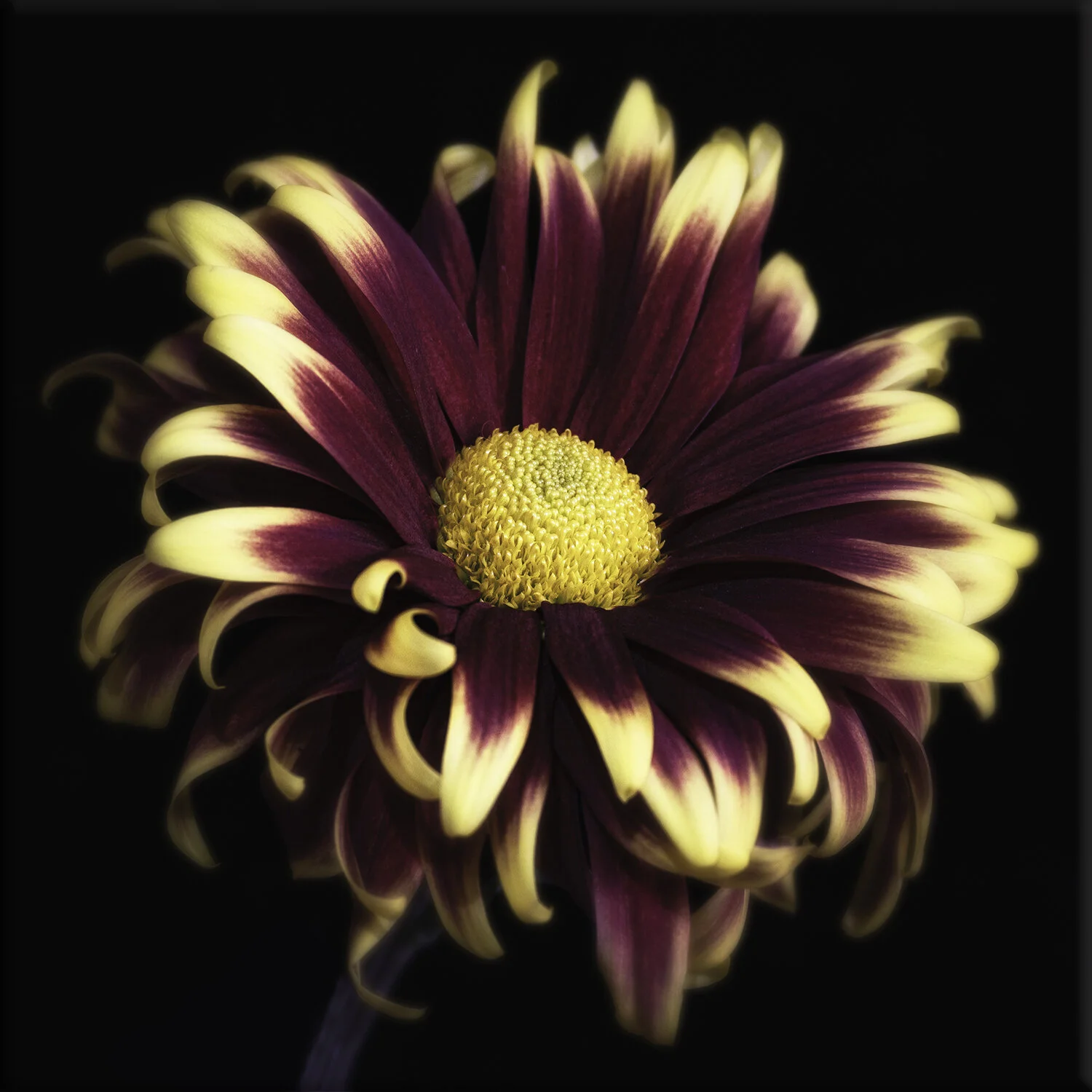 Swirls