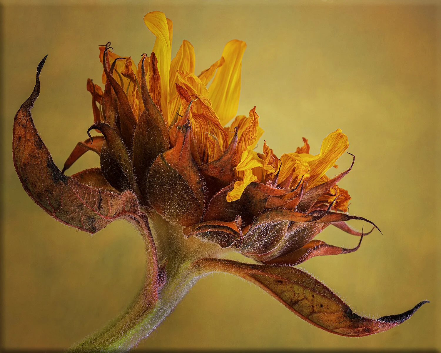 Golden Sunflower