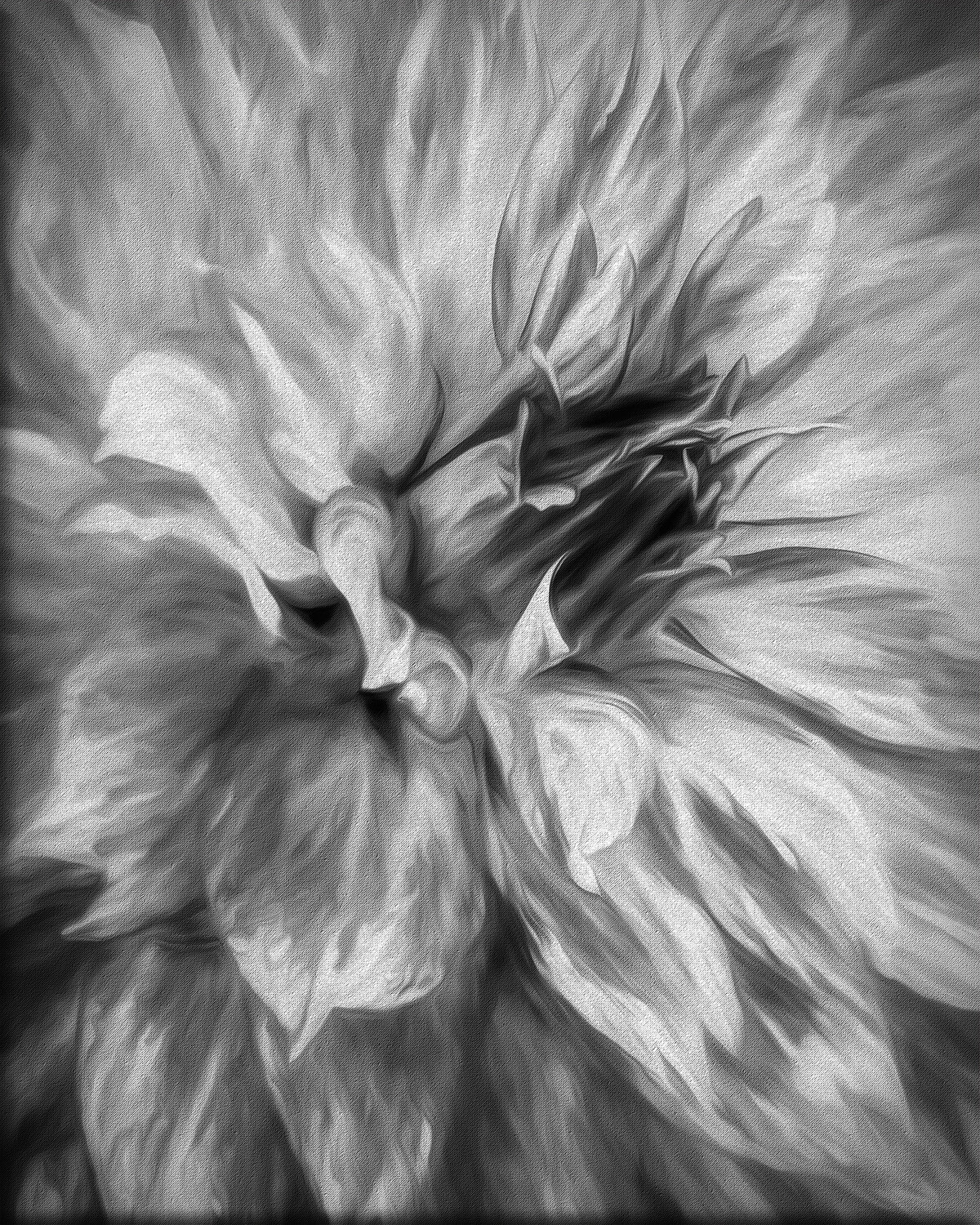 Dahlia 2 (Black and White)