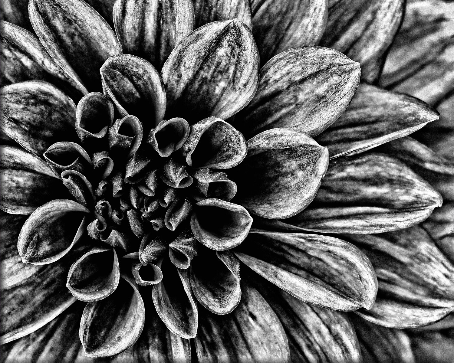 Dahlia in Black and White