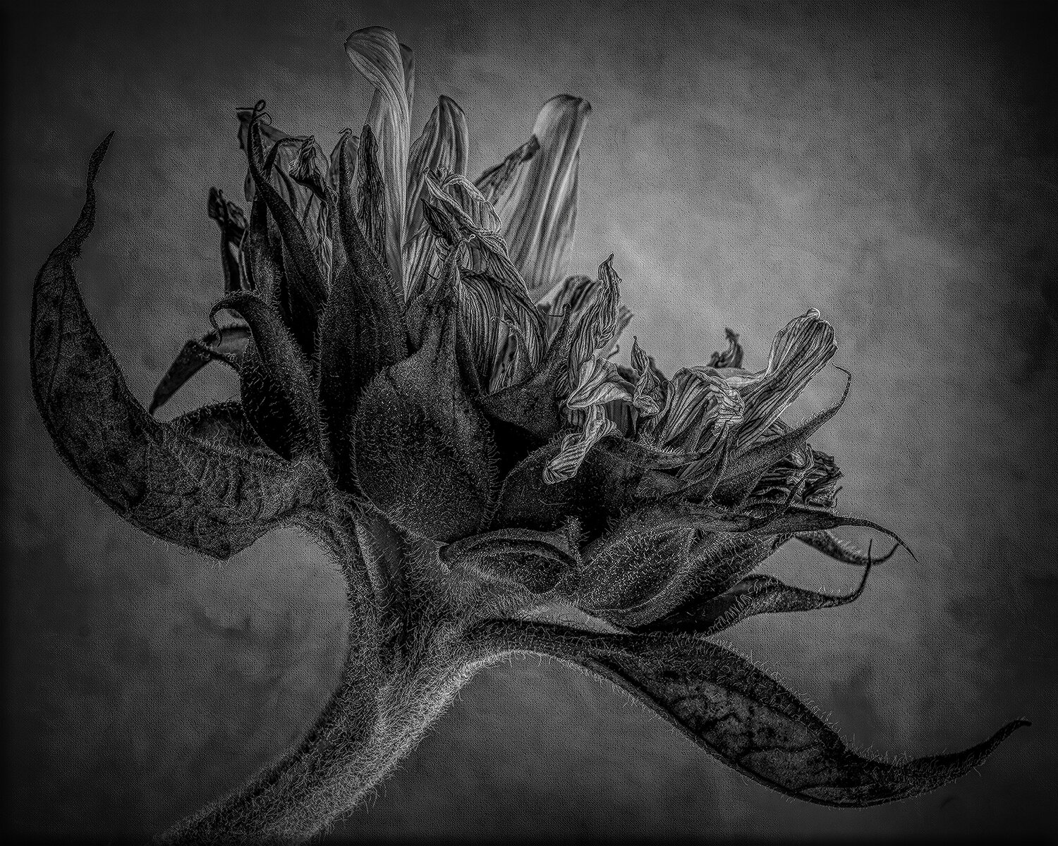Sunflower in Black and White