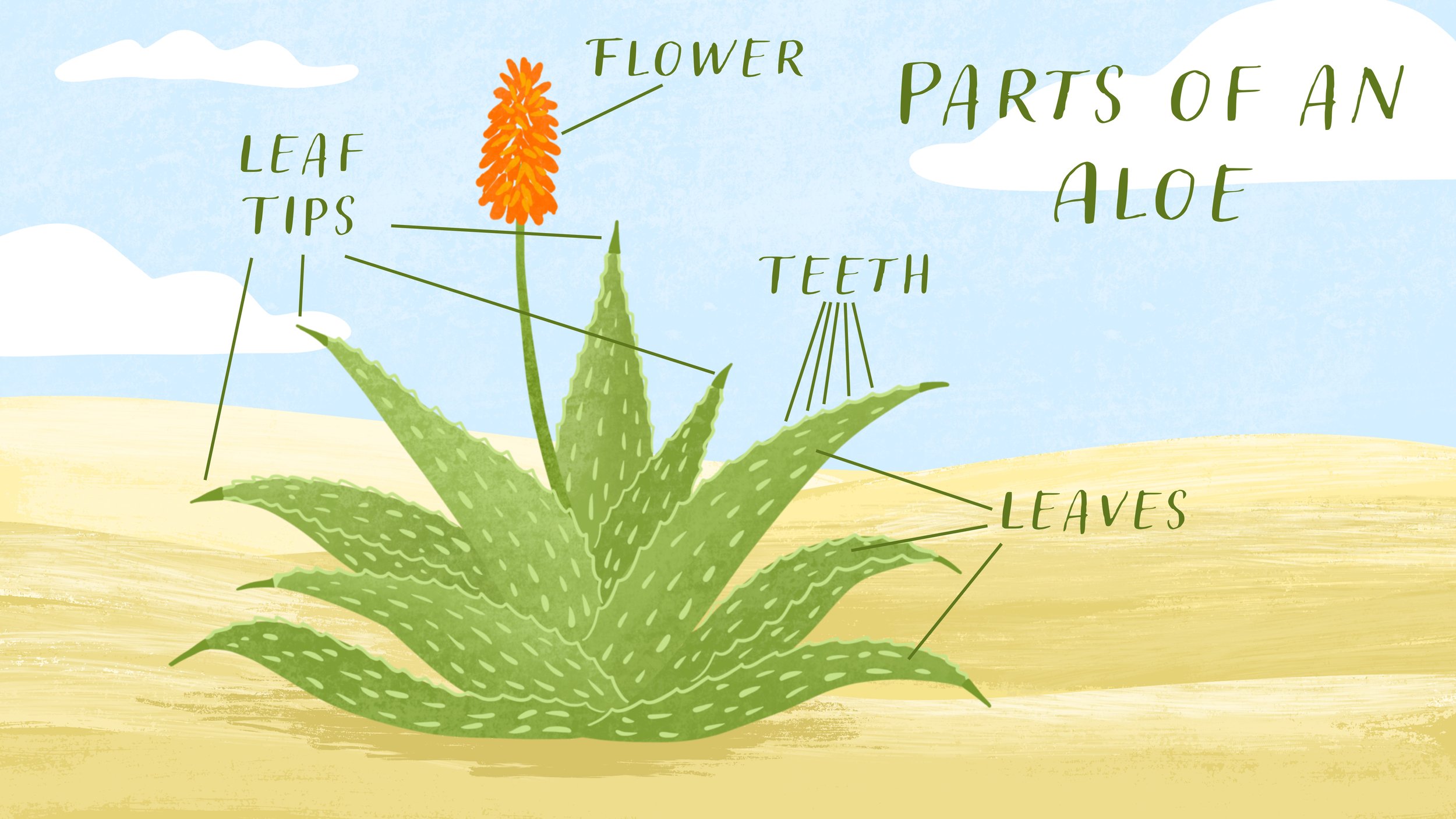 Adaptations Video