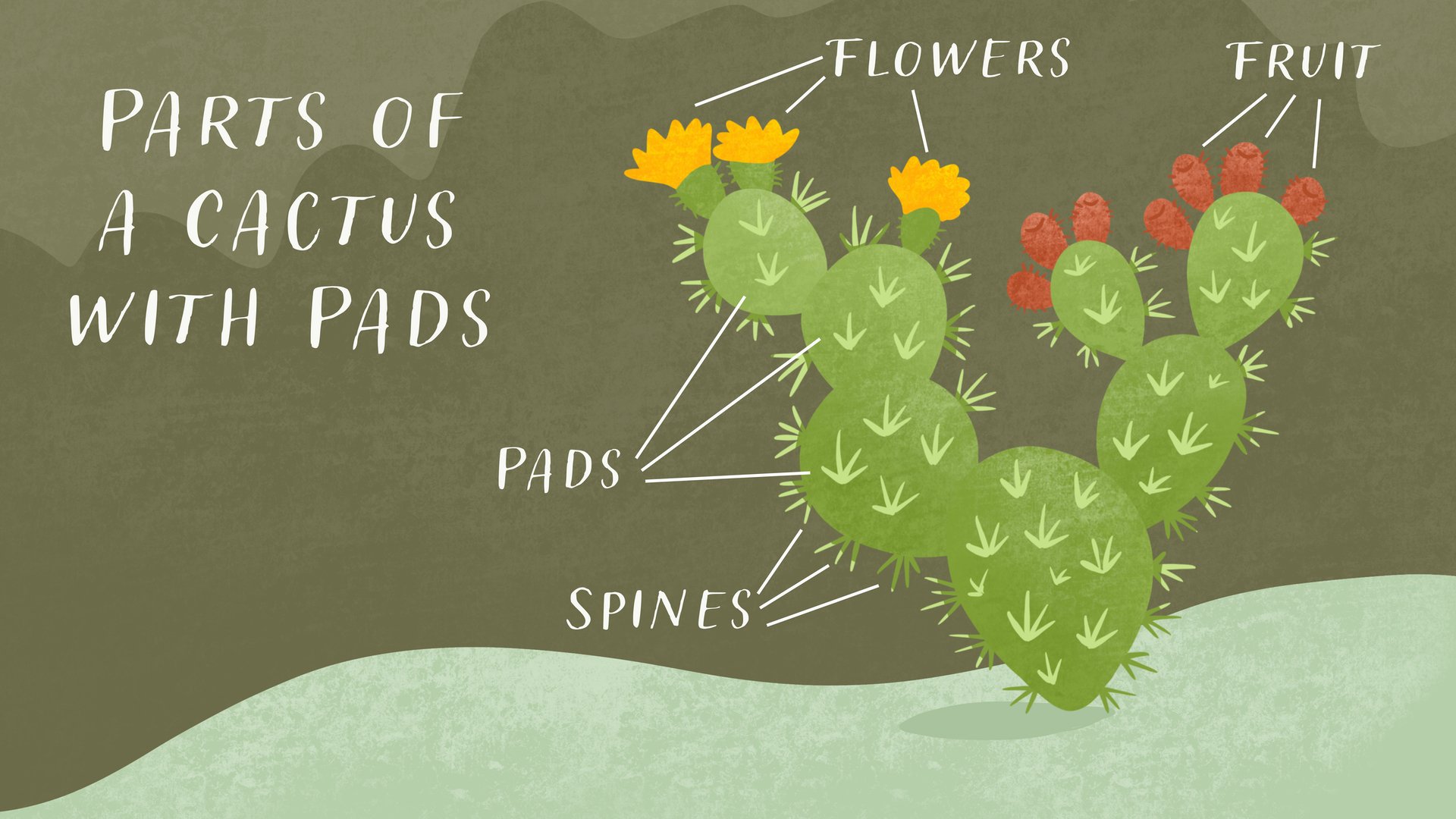 Adaptations Video