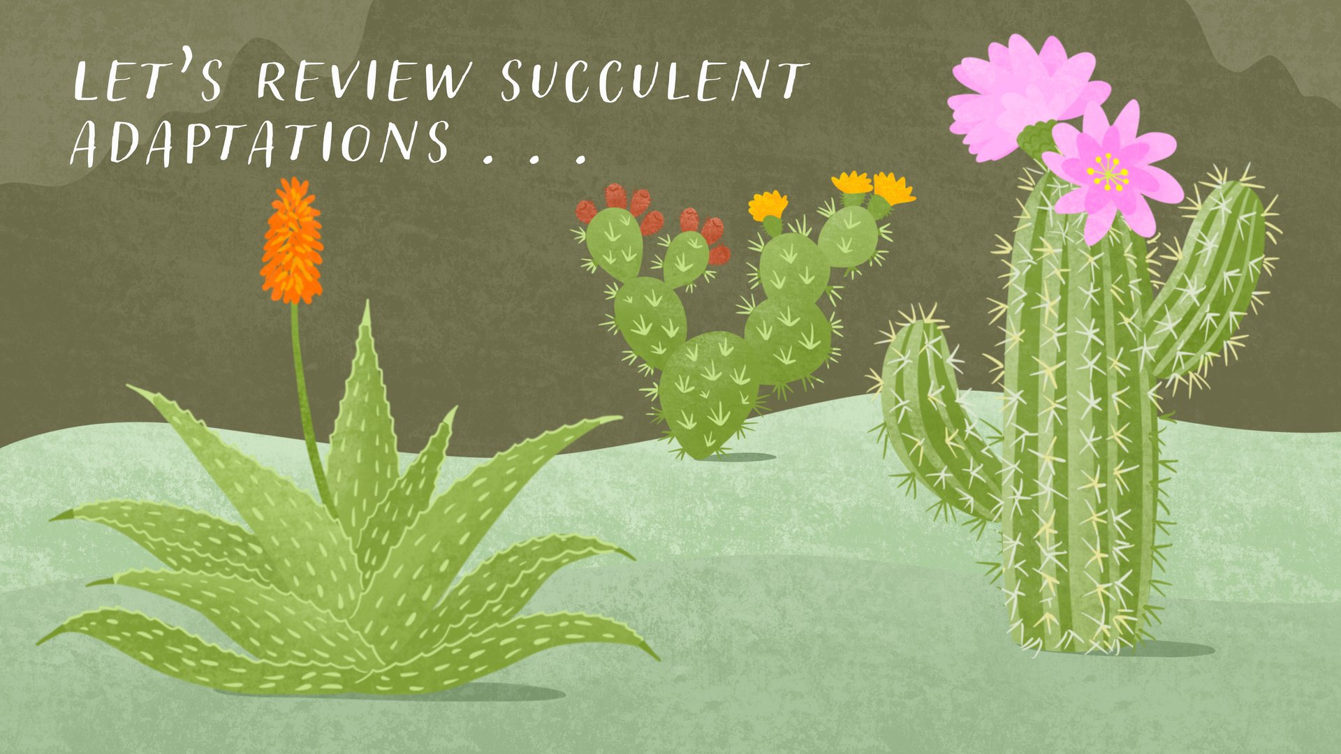 Adaptations Video