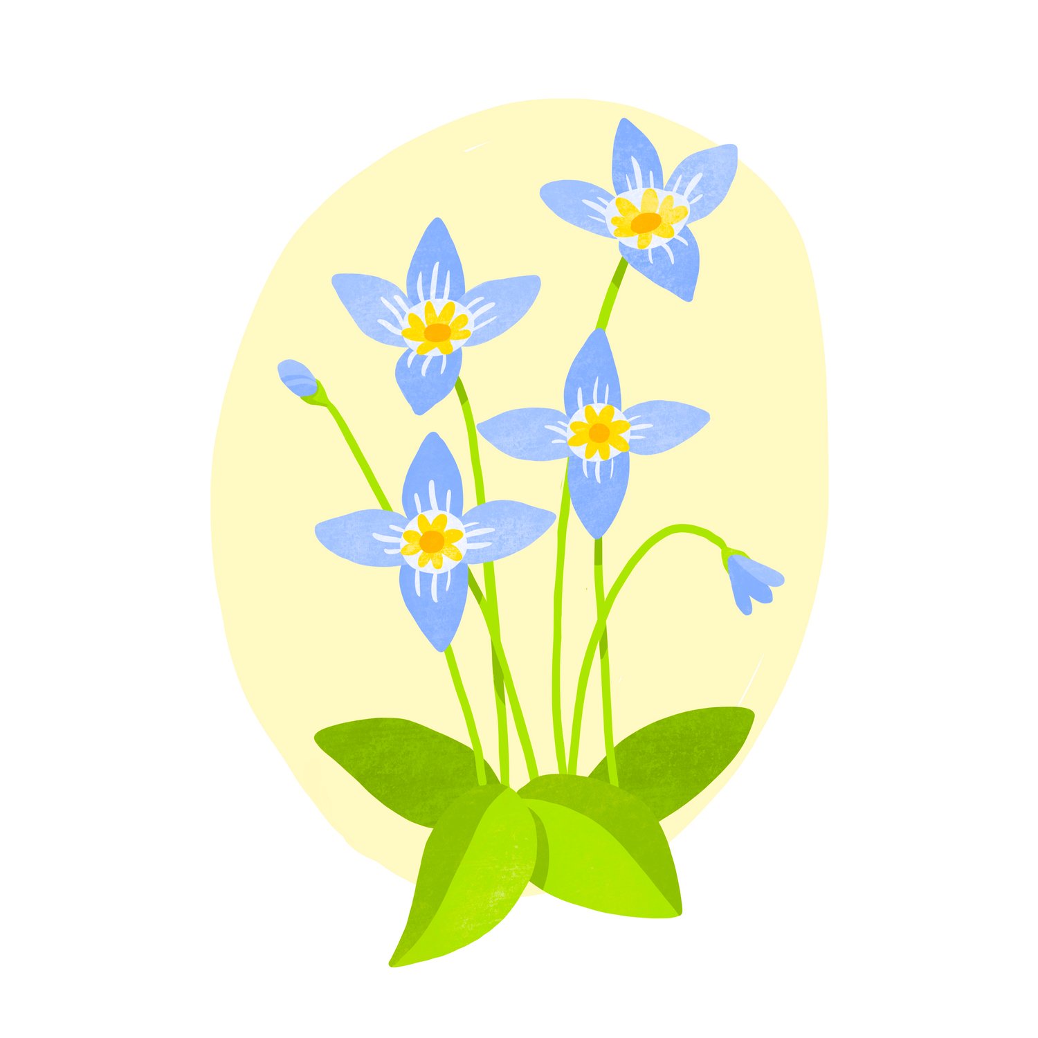 Bluets square.jpeg