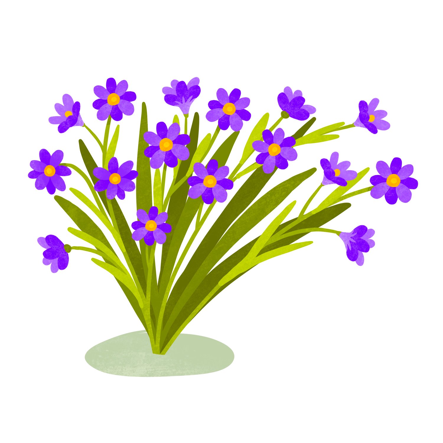 Blue-eyed Grass square.jpeg